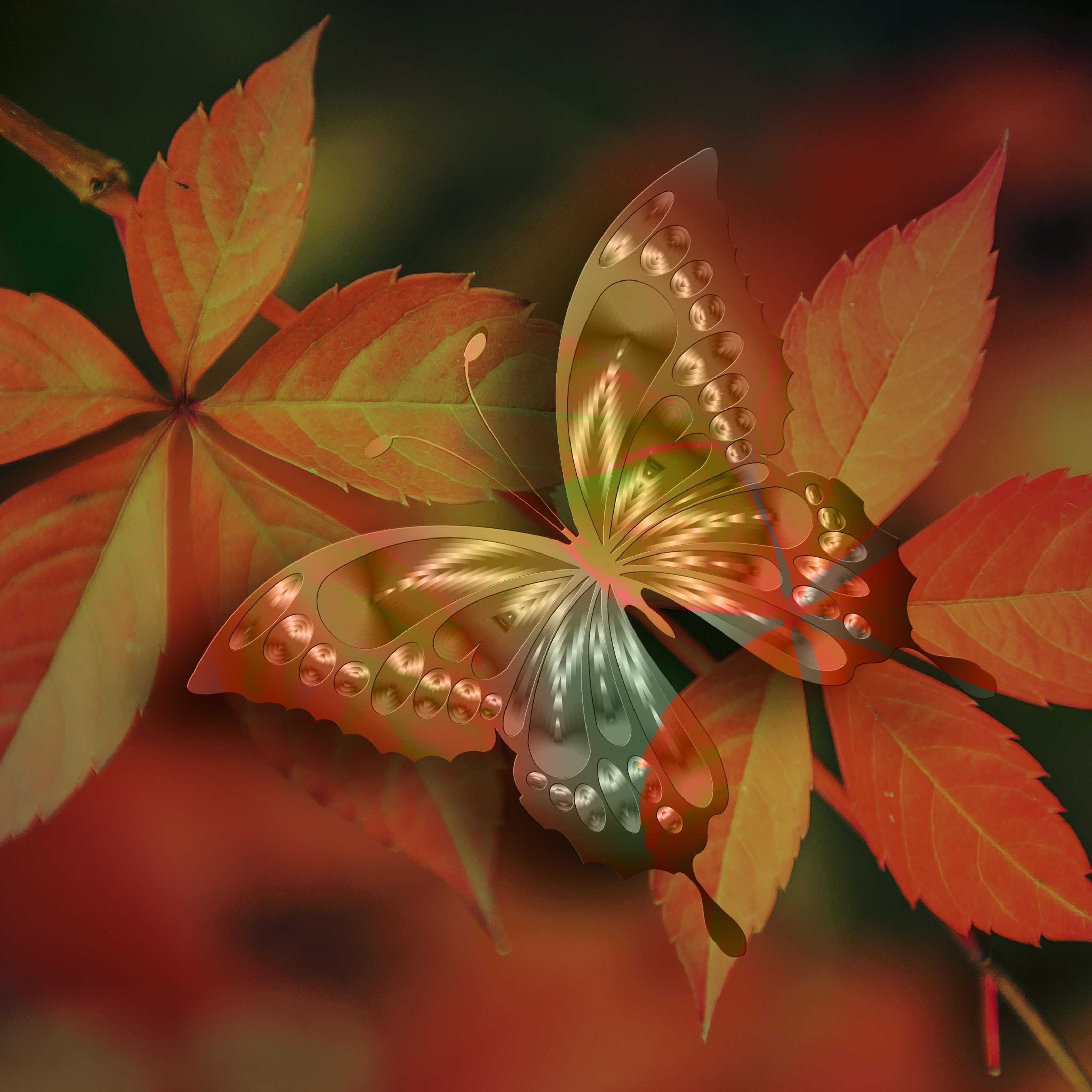 iPad Wallpapers Aesthetic Butterfly iPad Wallpaper 3208x3208 px
