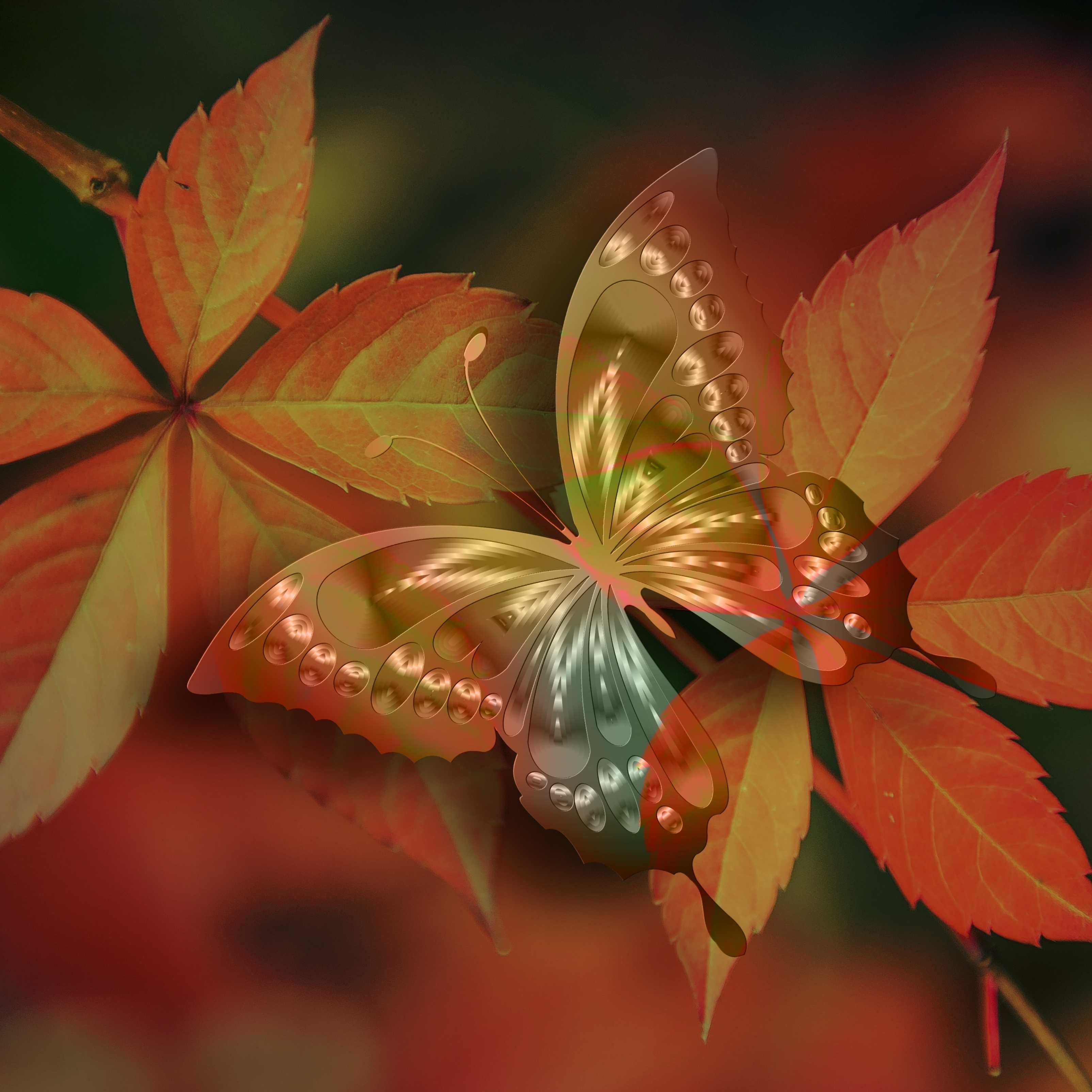 HD iPad Wallpapers 4K Aesthetic Butterfly iPad Wallpaper 3208X3208 pixels