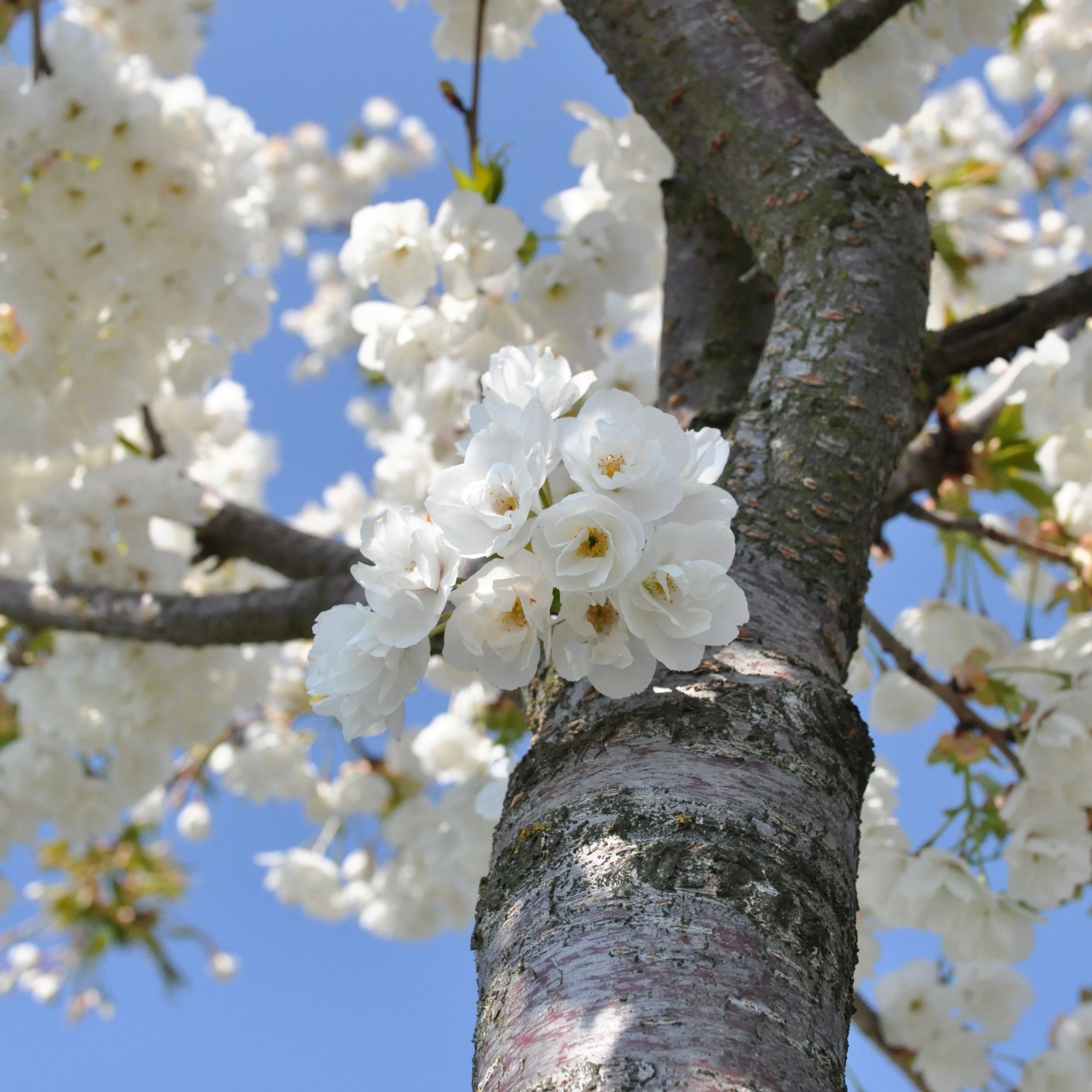 Aesthetic Flowers Nature Tree White iPad Wallpaper