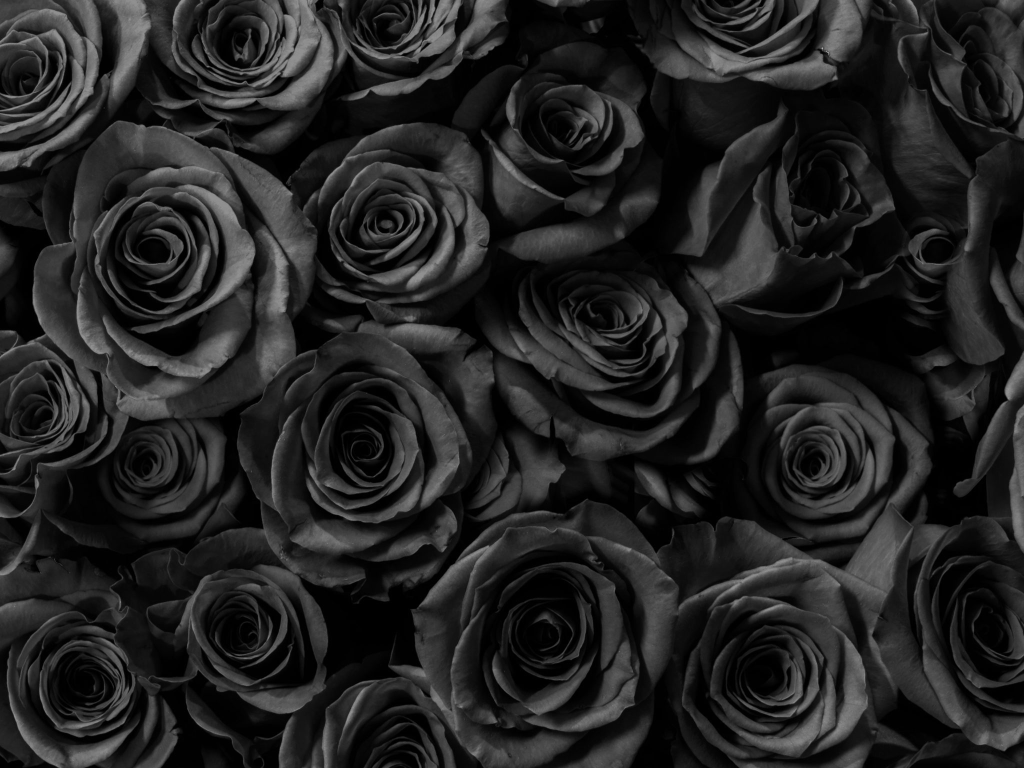 2048x1536 wallpaper Black Roses Gift Anniversary iPad Wallpaper 2048x1536 pixels resolution