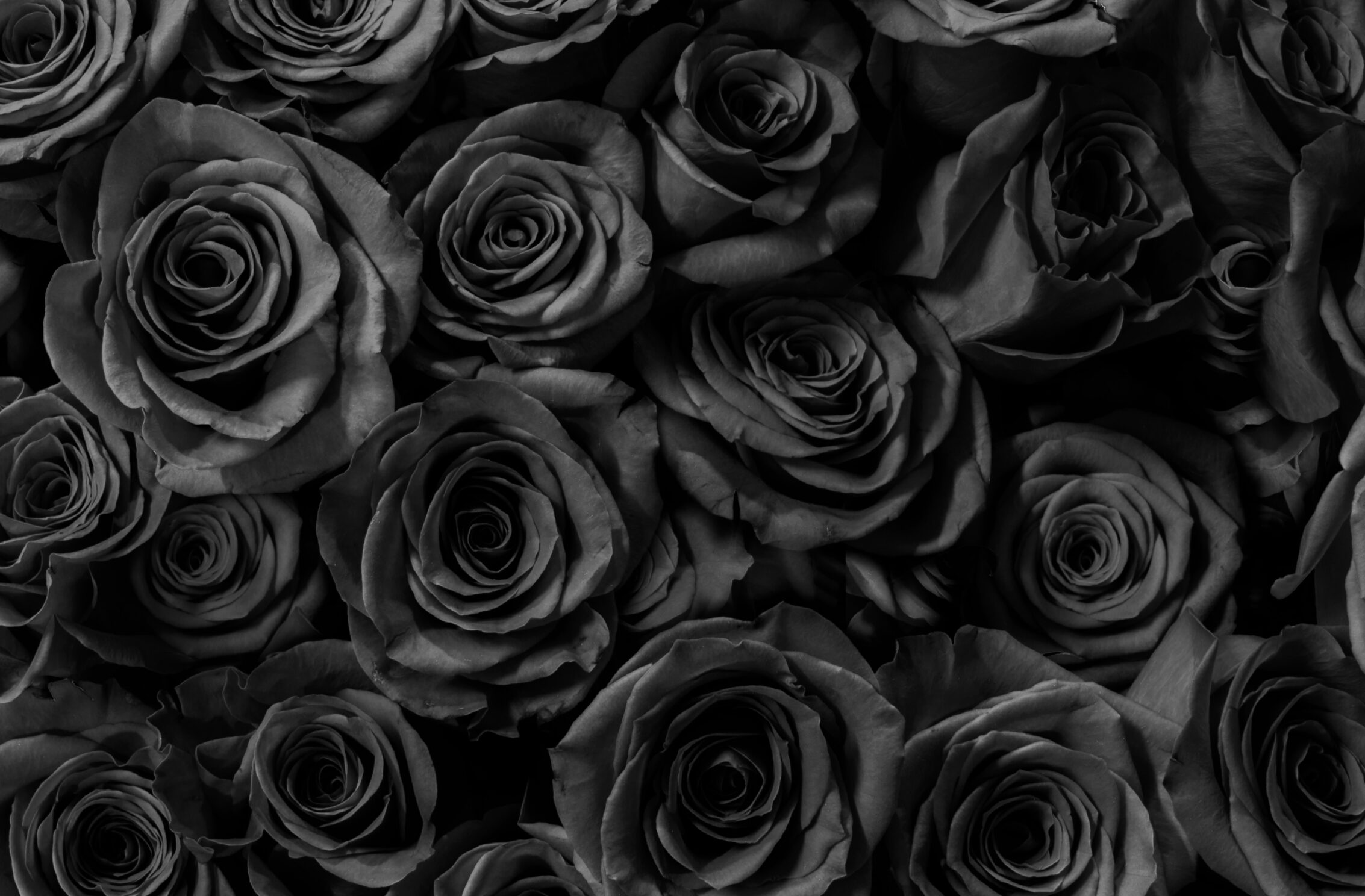 2266x1488 wallpaper Black Roses Gift Anniversary iPad Wallpaper 2266x1488 pixels resolution