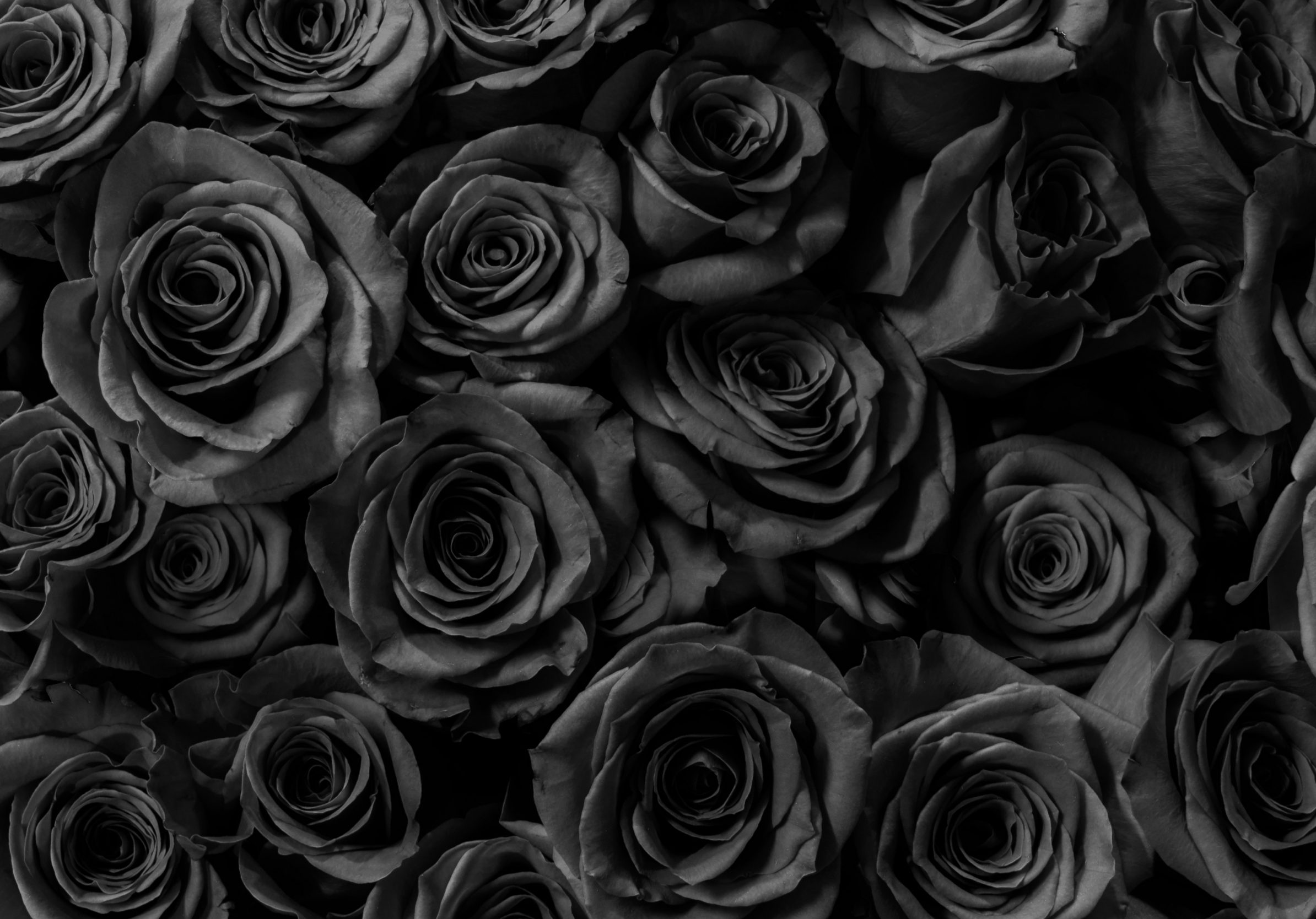 2388x1668 iPad Pro wallpapers Black Roses Gift Anniversary iPad Wallpaper 2388x1668 pixels resolution