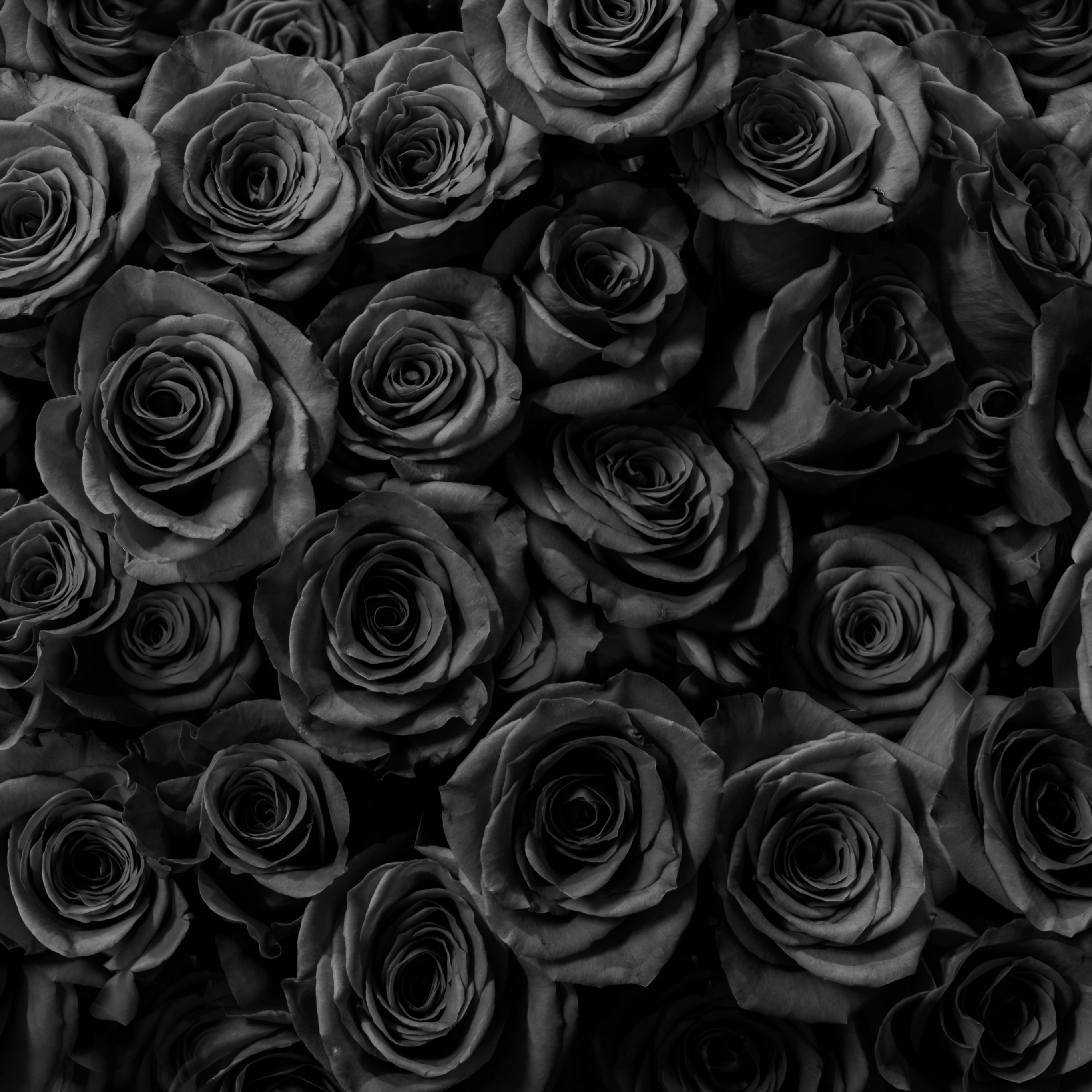 2732x2732 wallpapers 4k iPad Pro Black Roses Gift Anniversary iPad Wallpaper 2732x2732 pixels resolution