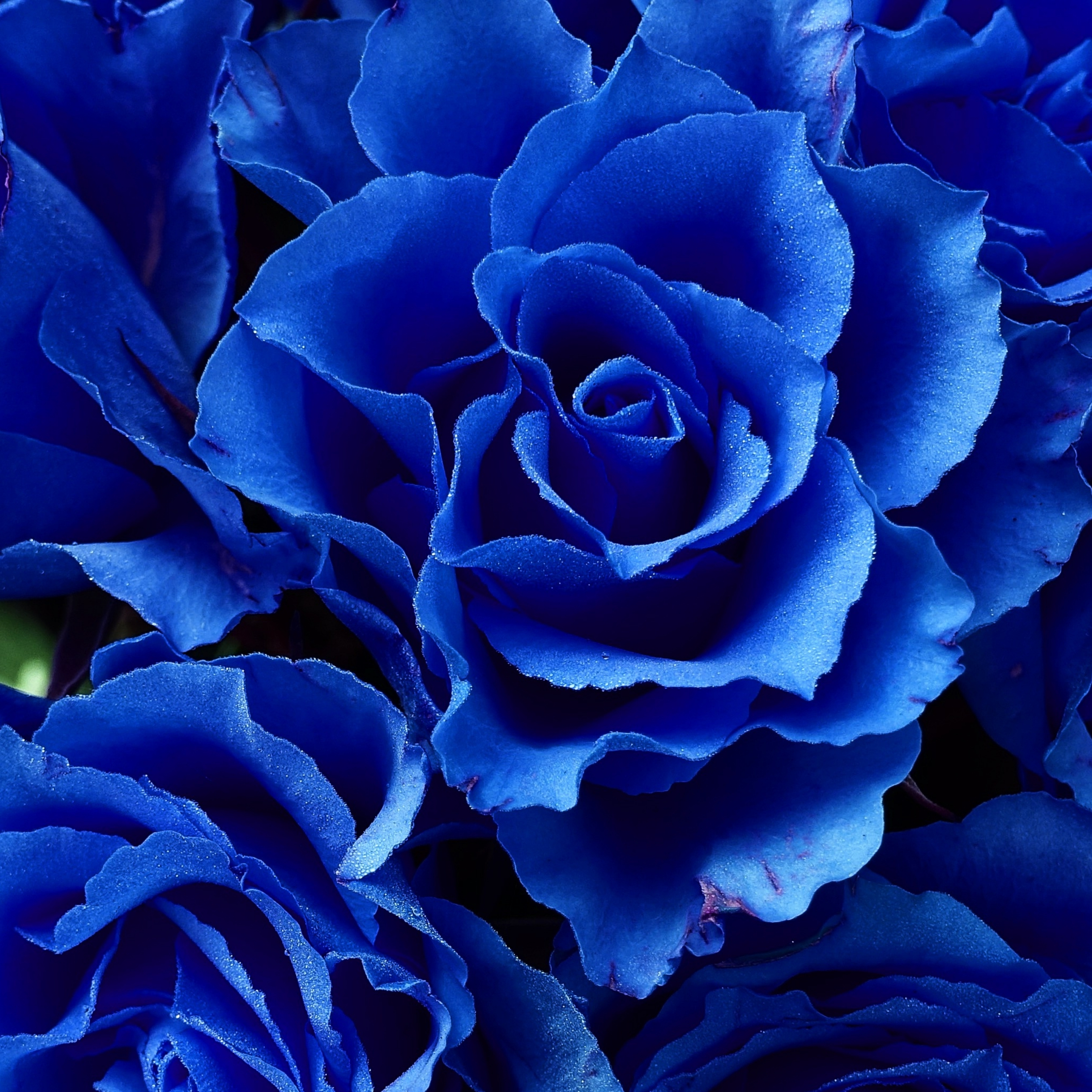 Blue Roses Bloom Petals Blossom iPad Wallpaper