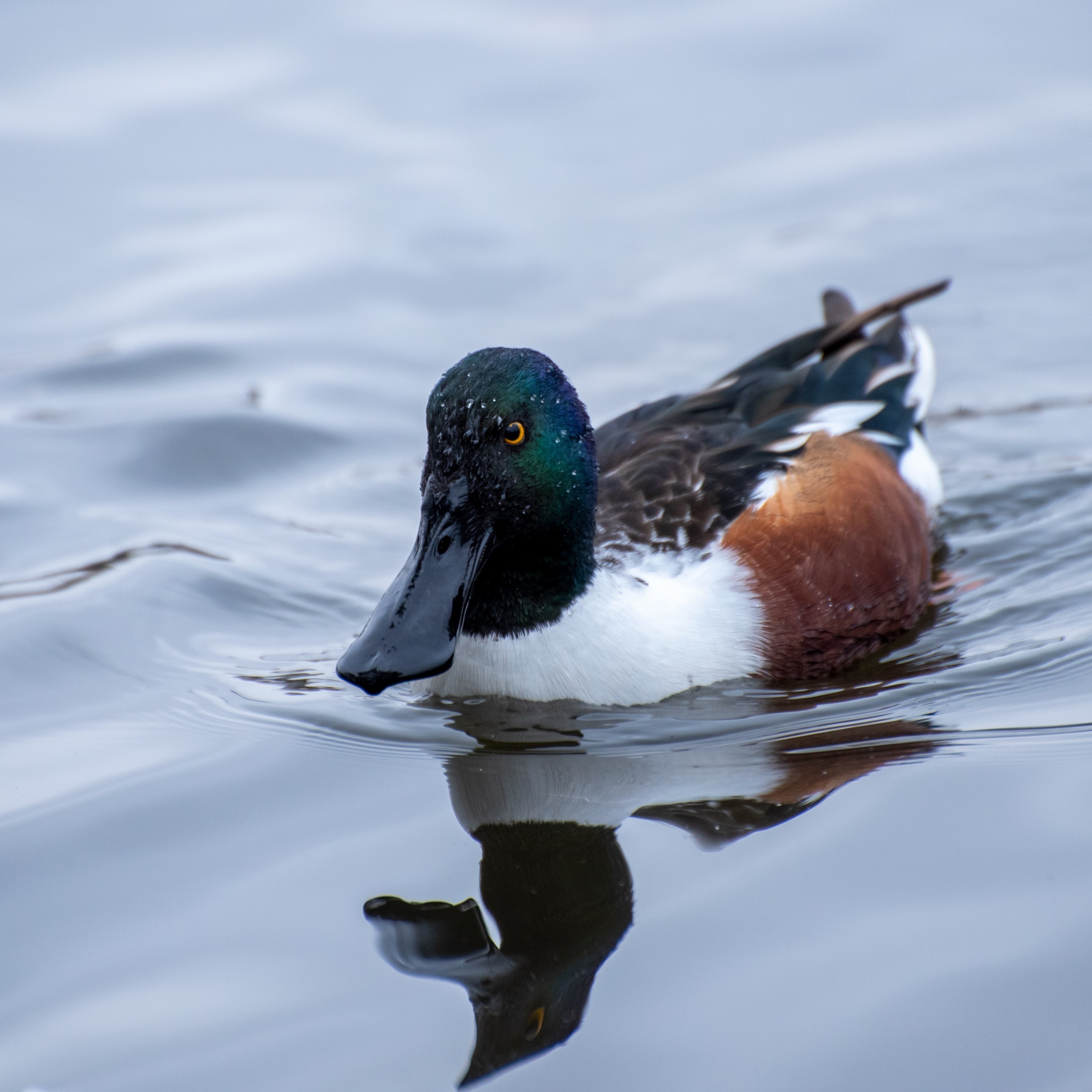 Duck Swimming Water Winter Beautiful iPad Wallpaper