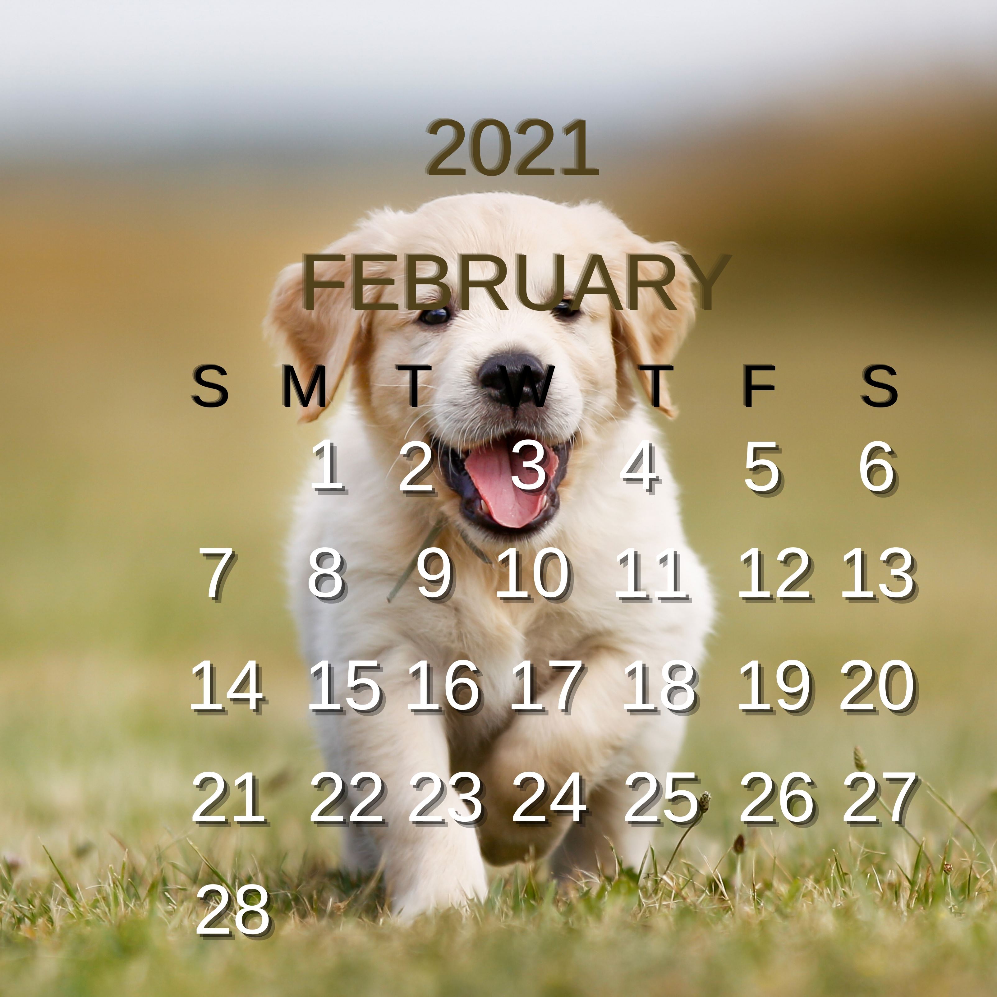 February 2021 Calendar White Puppy Playing iPad Wallpaper