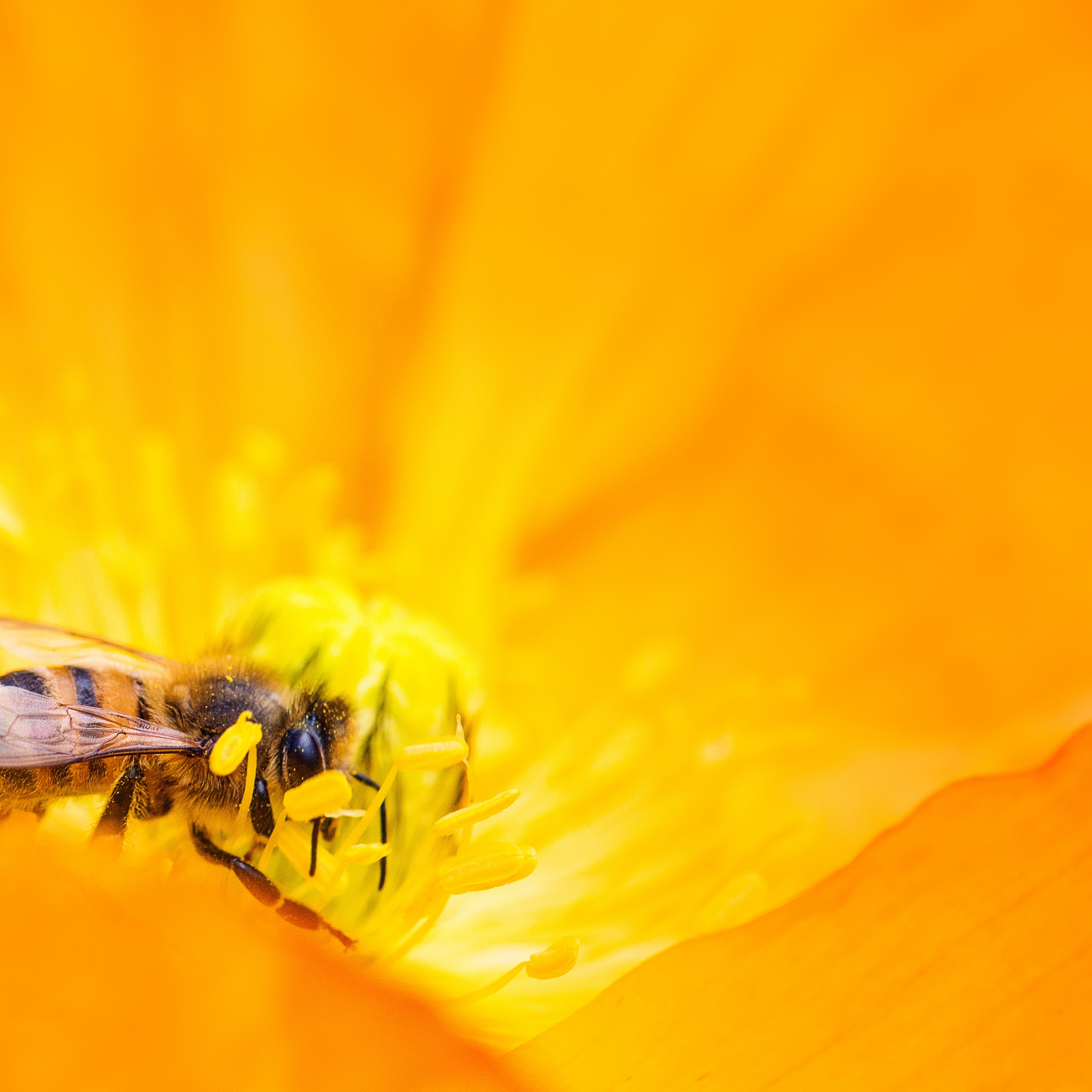 Honey Bee Yellow Flower iPad Wallpaper