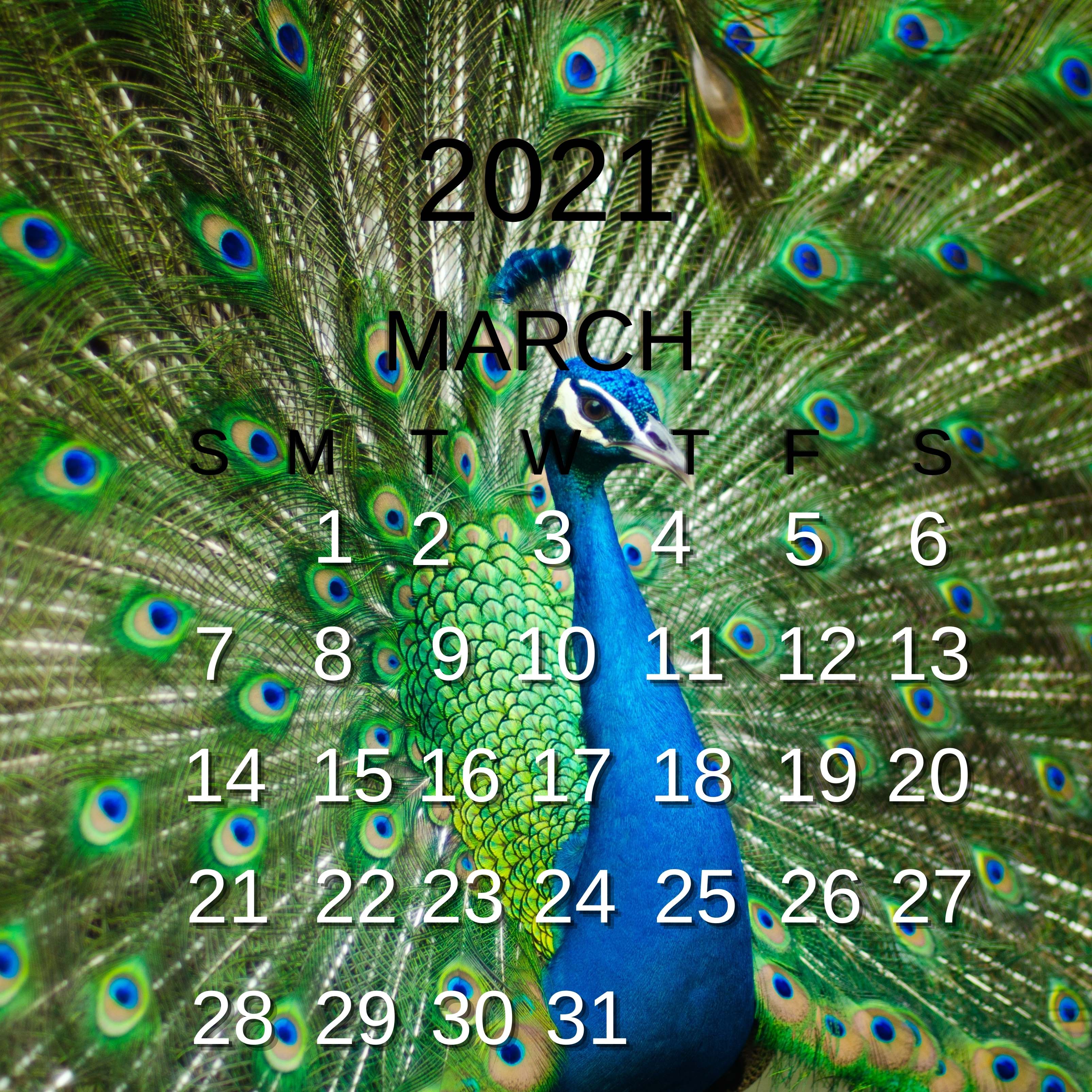March 2021 Calendar Peacock Feather Colorful iPad Wallpaper