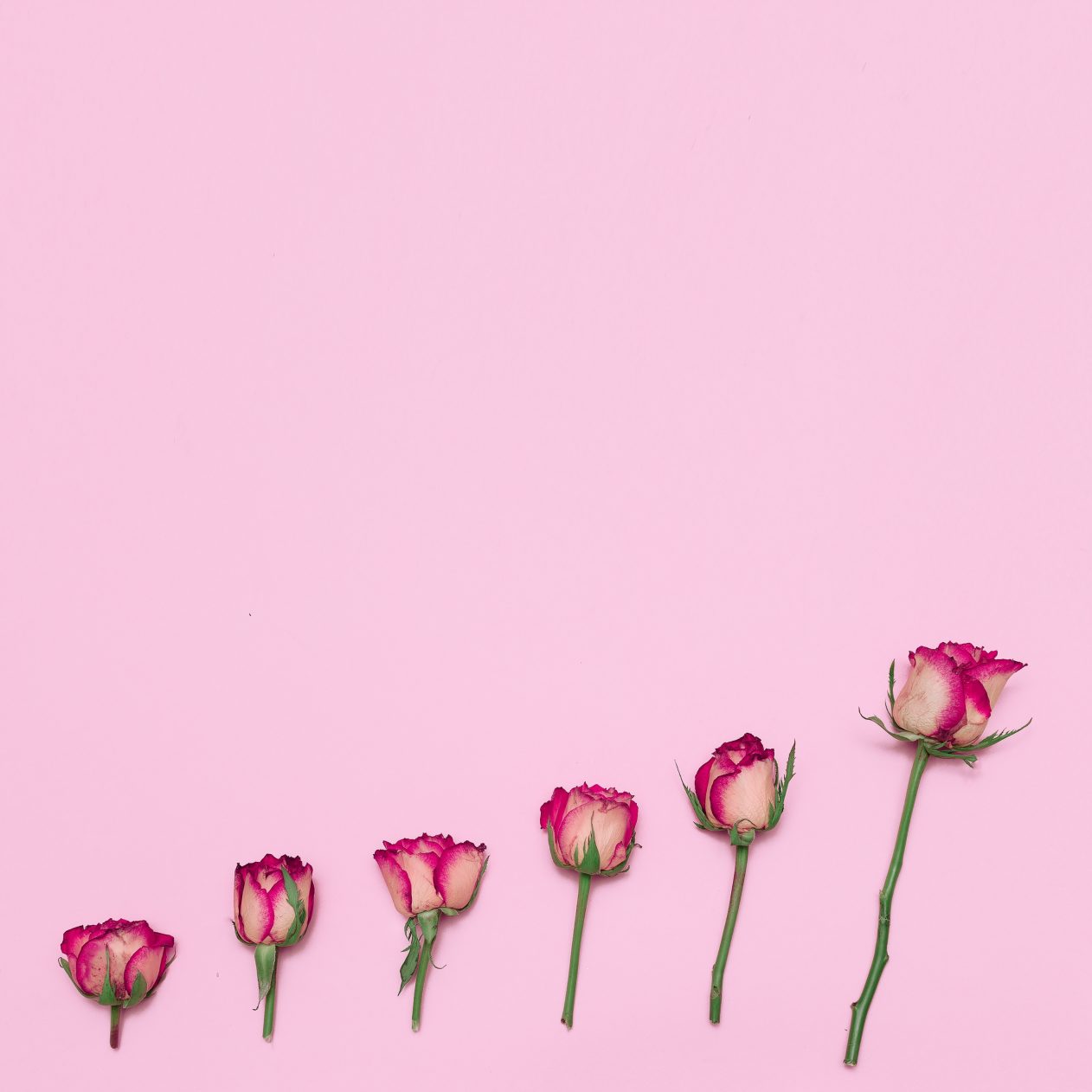 1262x1262 Parallax wallpaper 4k Minimalist Beautiful Roses Creative Design iPad Wallpaper 1262x1262 pixels resolution