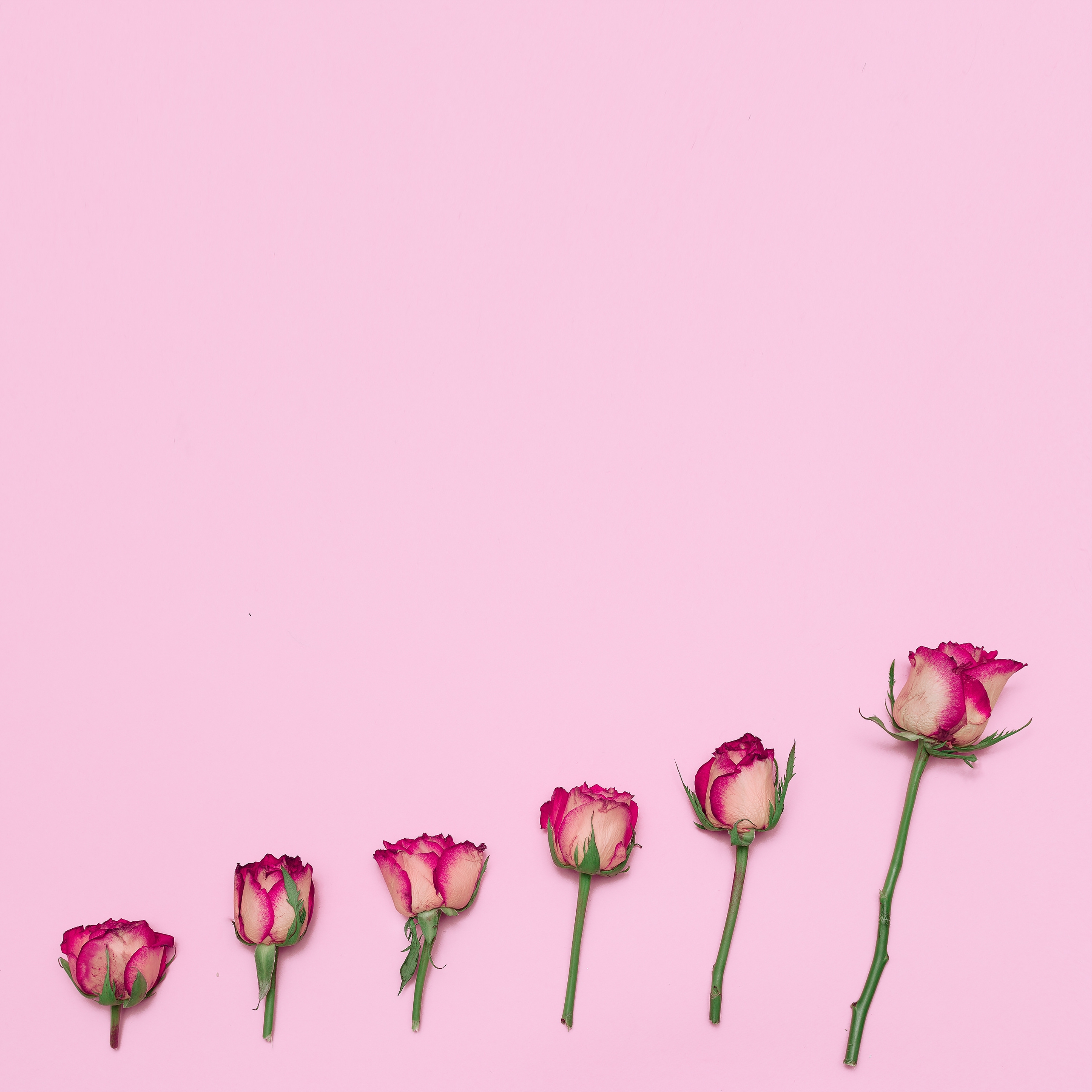 Minimalist Beautiful Roses Creative Design iPad Wallpaper