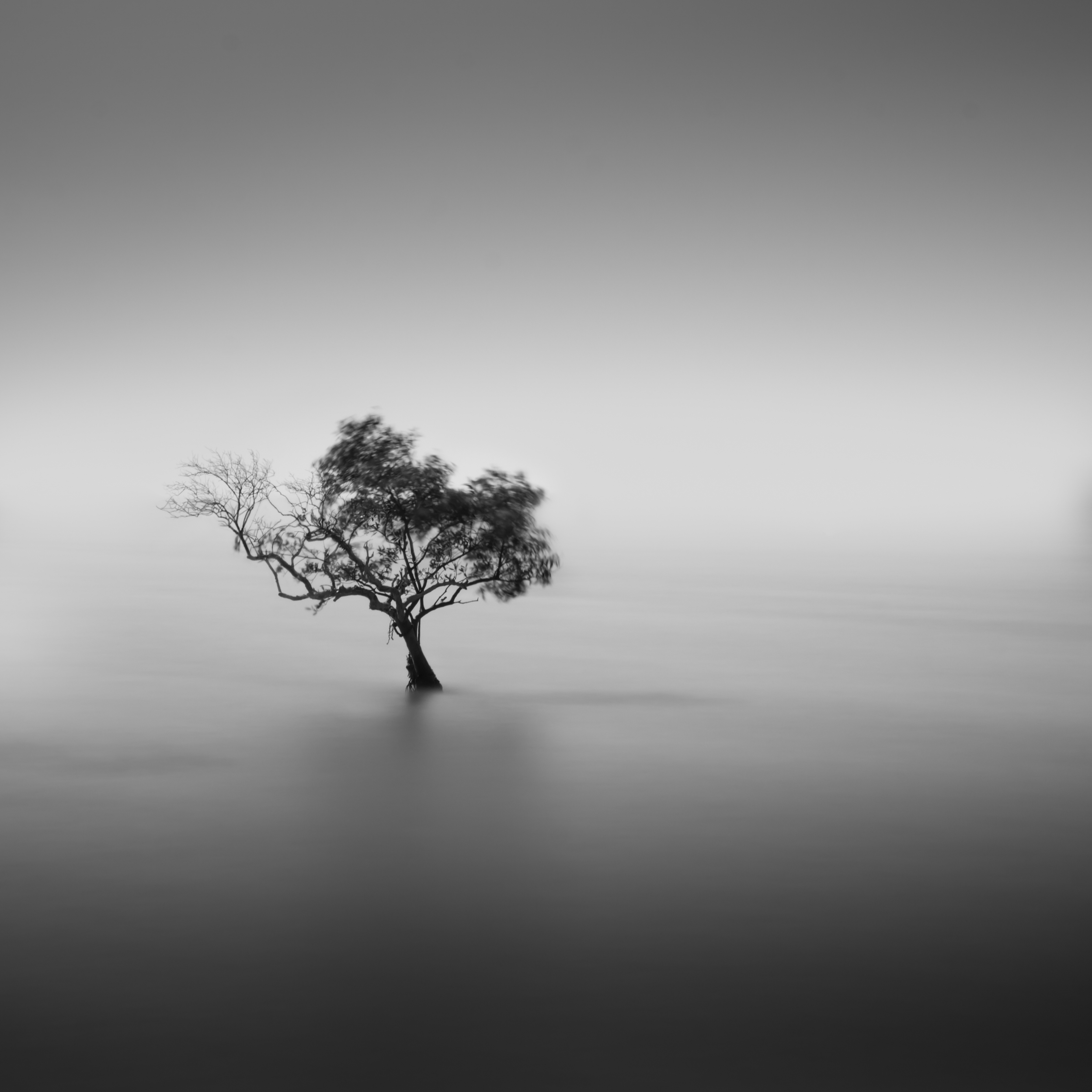 Minimalist Black and White Tree Alone iPad Wallpaper