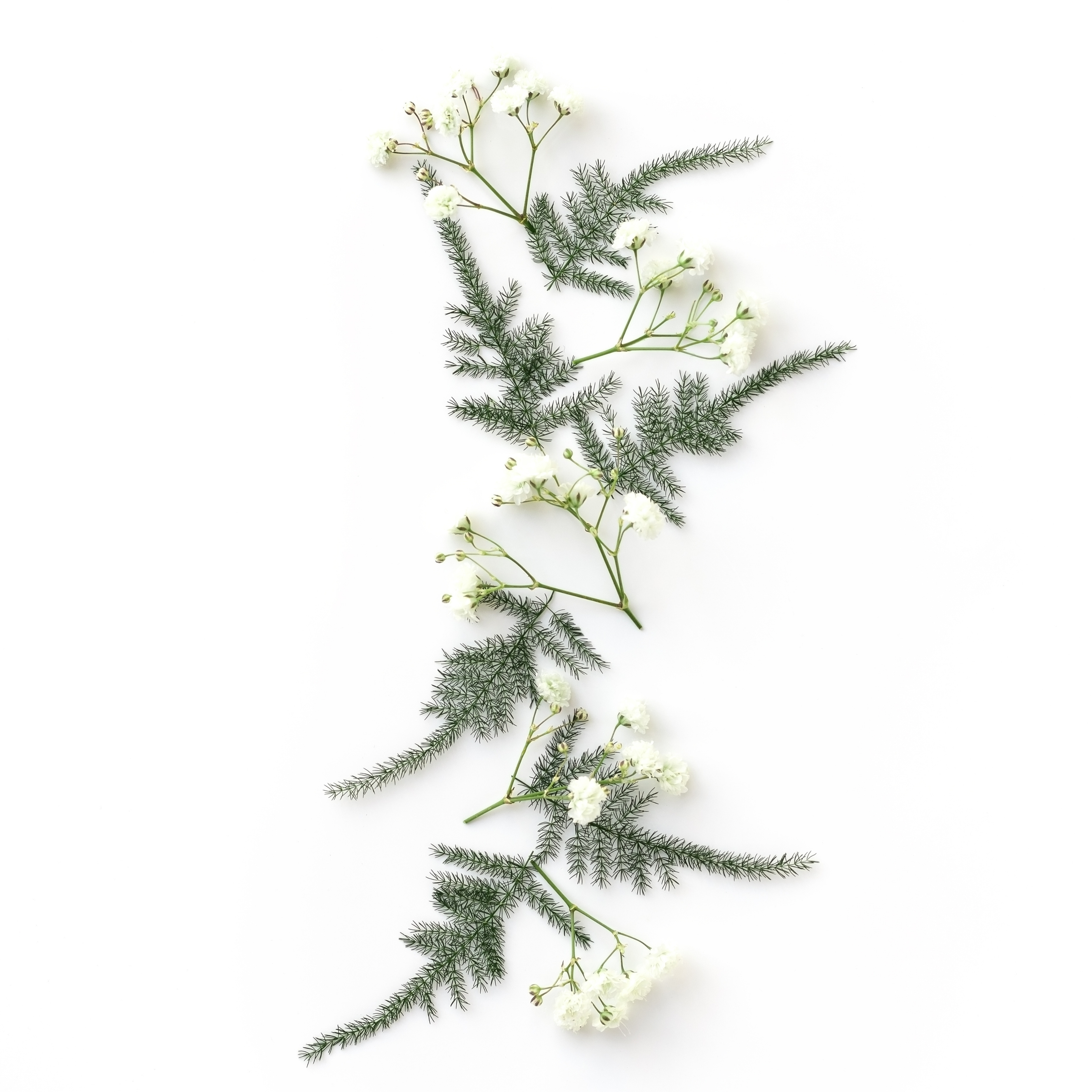 iPad Wallpapers Minimalist Christmas Flowers Decoration Gift iPad Wallpaper 3208x3208 px