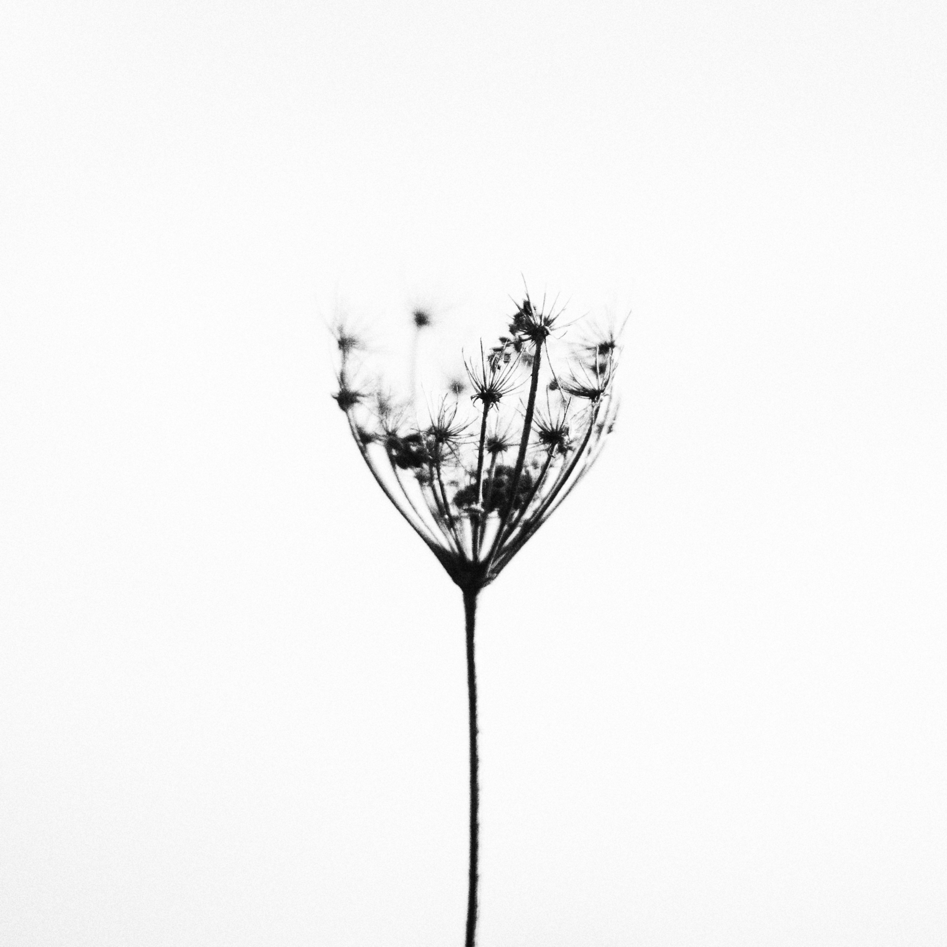 Minimalist Nature Plant iPad Wallpaper