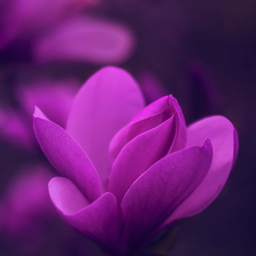1024x1024 wallpaper 4k Purple Bloom Blossom Petaled Flower iPad Wallpaper 1024x1024 pixels resolution