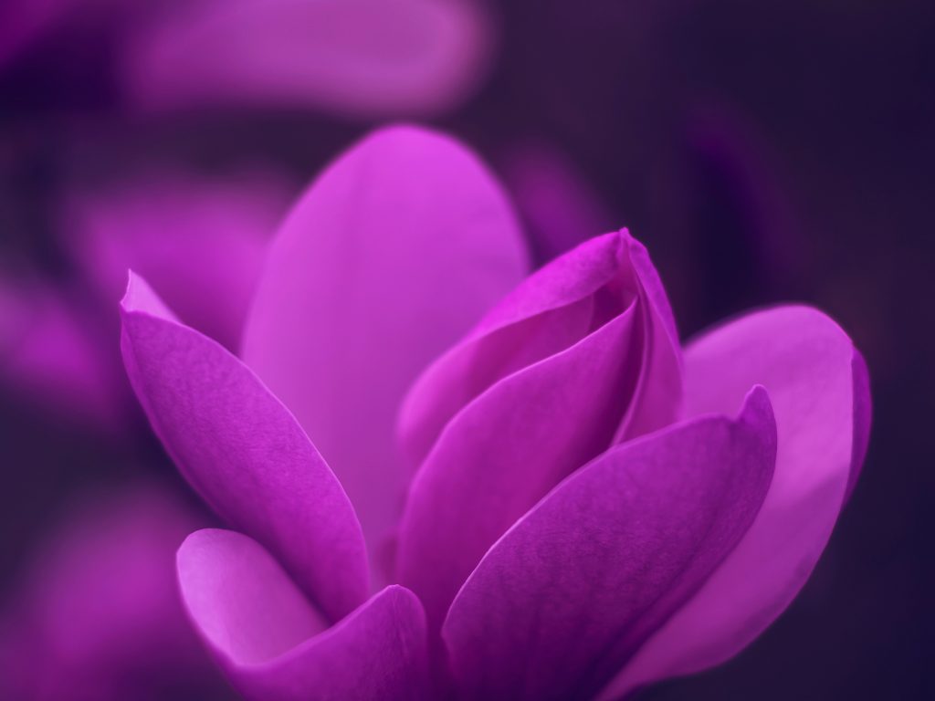 1024x768 wallpaper 4k Purple Bloom Blossom Petaled Flower iPad Wallpaper 1024x768 pixels resolution