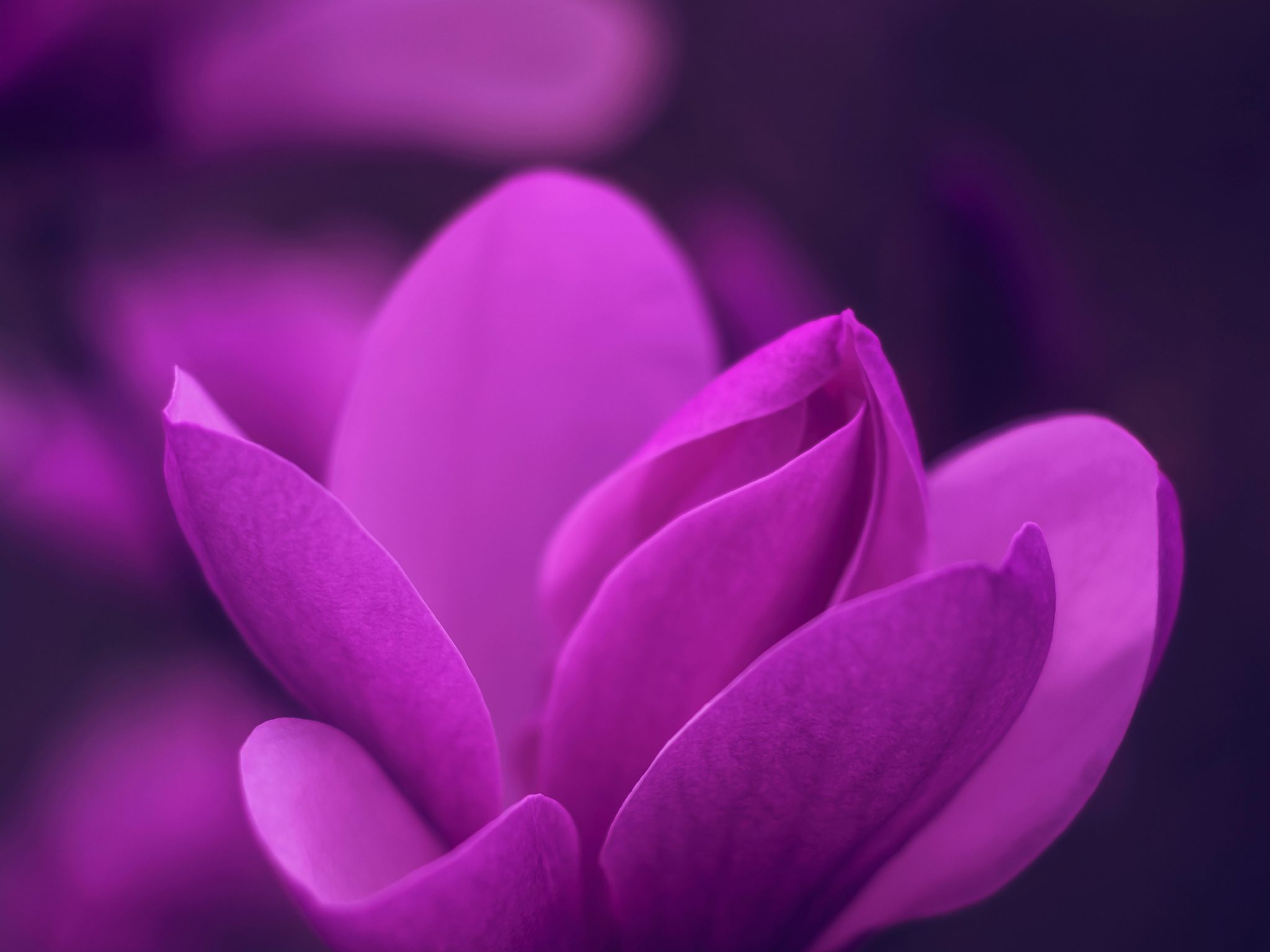 2048x1536 wallpaper Purple Bloom Blossom Petaled Flower iPad Wallpaper 2048x1536 pixels resolution