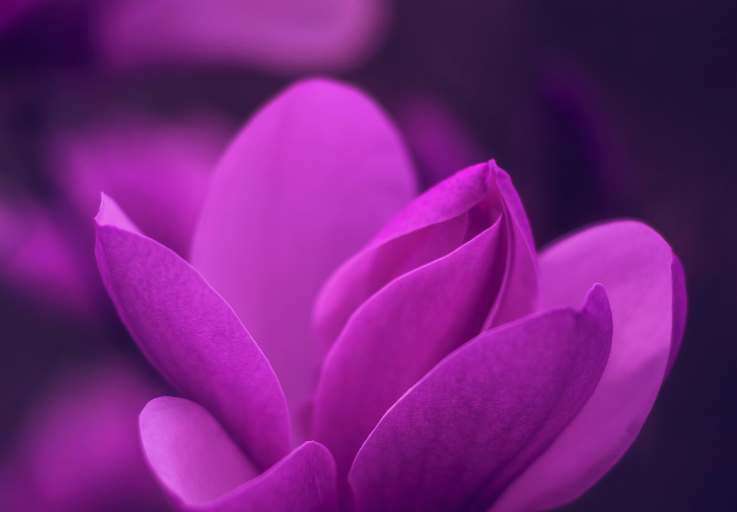 2360x1640 iPad Air wallpaper 4k Purple Bloom Blossom Petaled Flower iPad Wallpaper 2360x1640 pixels resolution