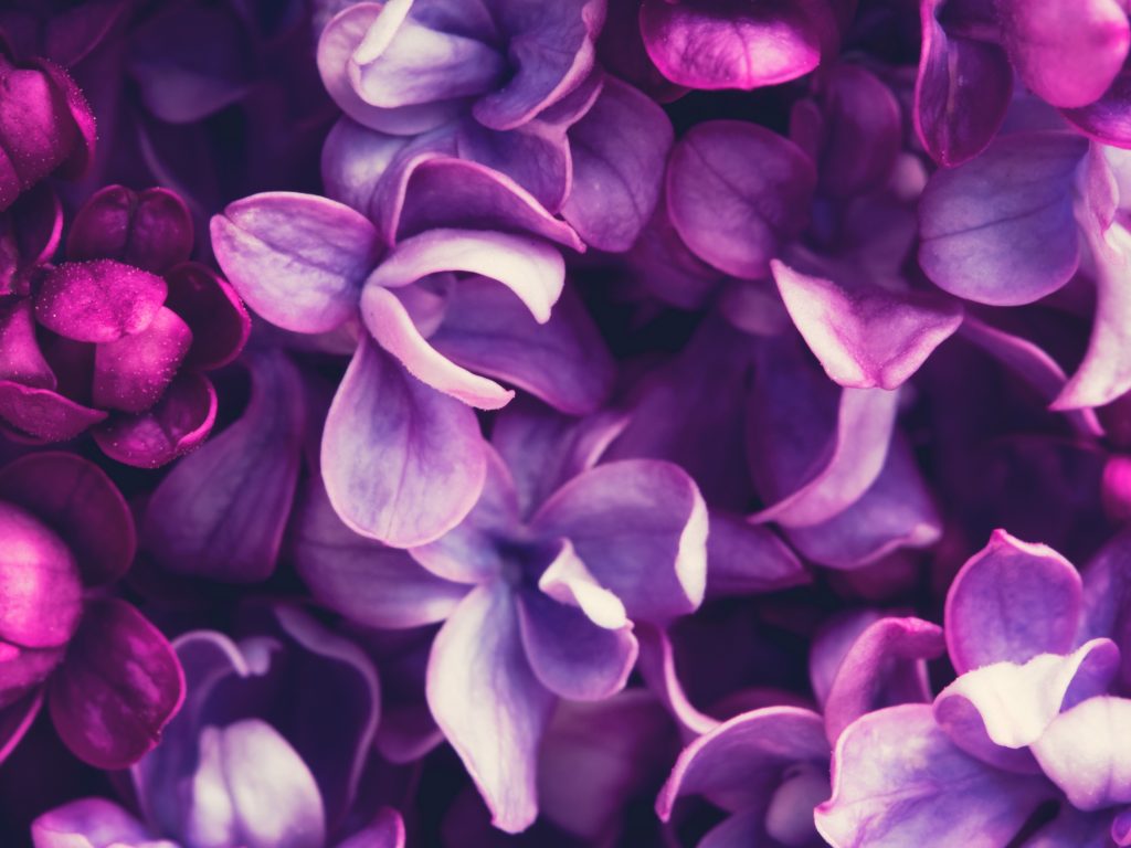 1024x768 wallpaper 4k Purple Lilac Flowers Lavender Color iPad Wallpaper 1024x768 pixels resolution