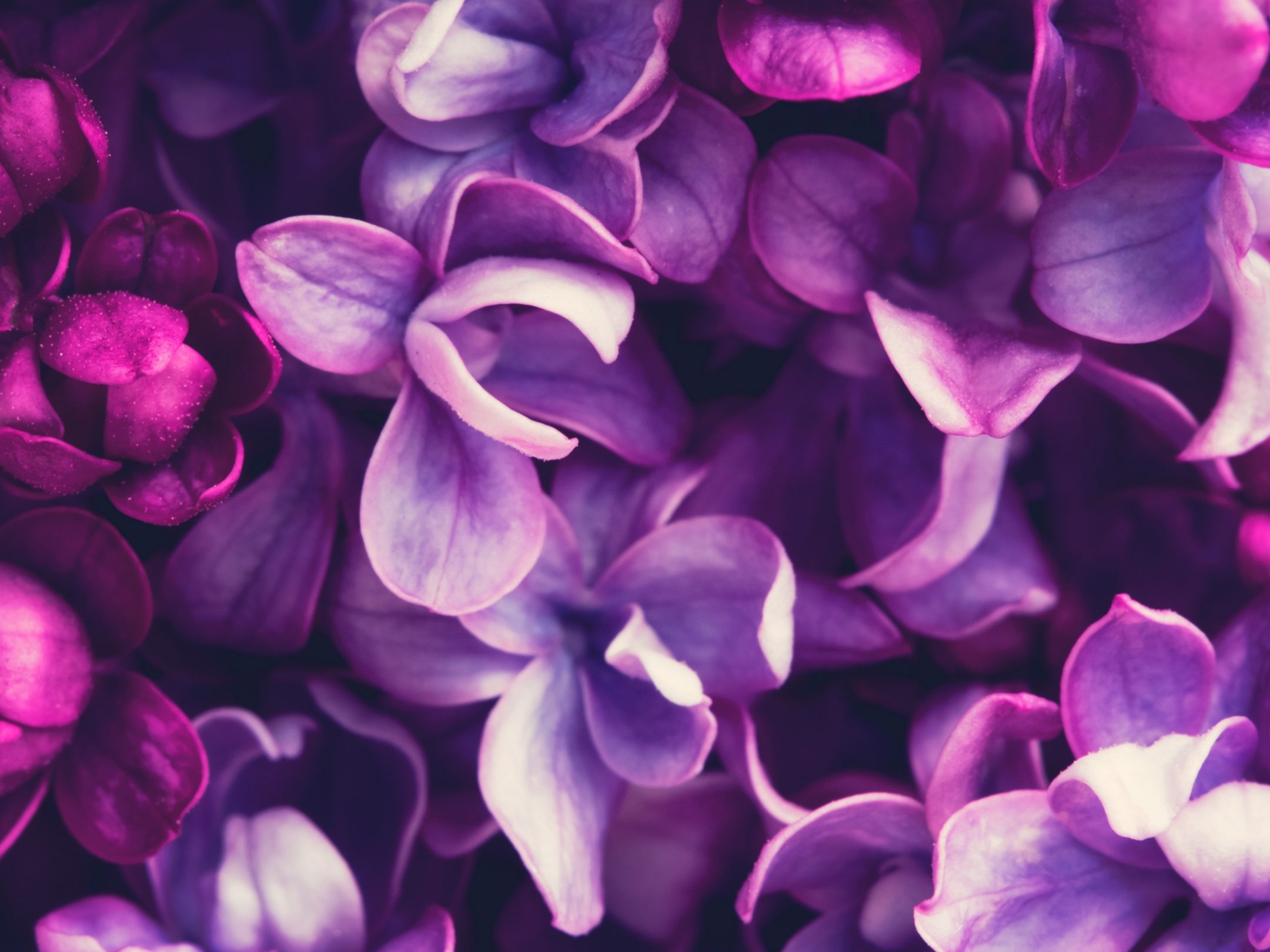 2160x1620 iPad wallpaper 4k Purple Lilac Flowers Lavender Color iPad Wallpaper 2160x1620 pixels resolution