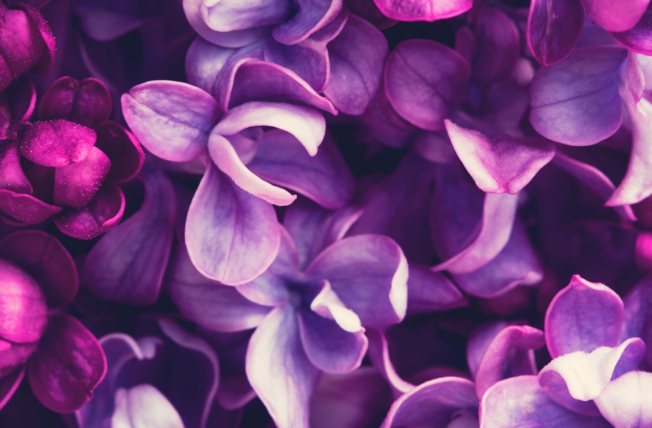 2266x1488 iPad Mini wallpapers Purple Lilac Flowers Lavender Color iPad Wallpaper 2266x1488 pixels resolution