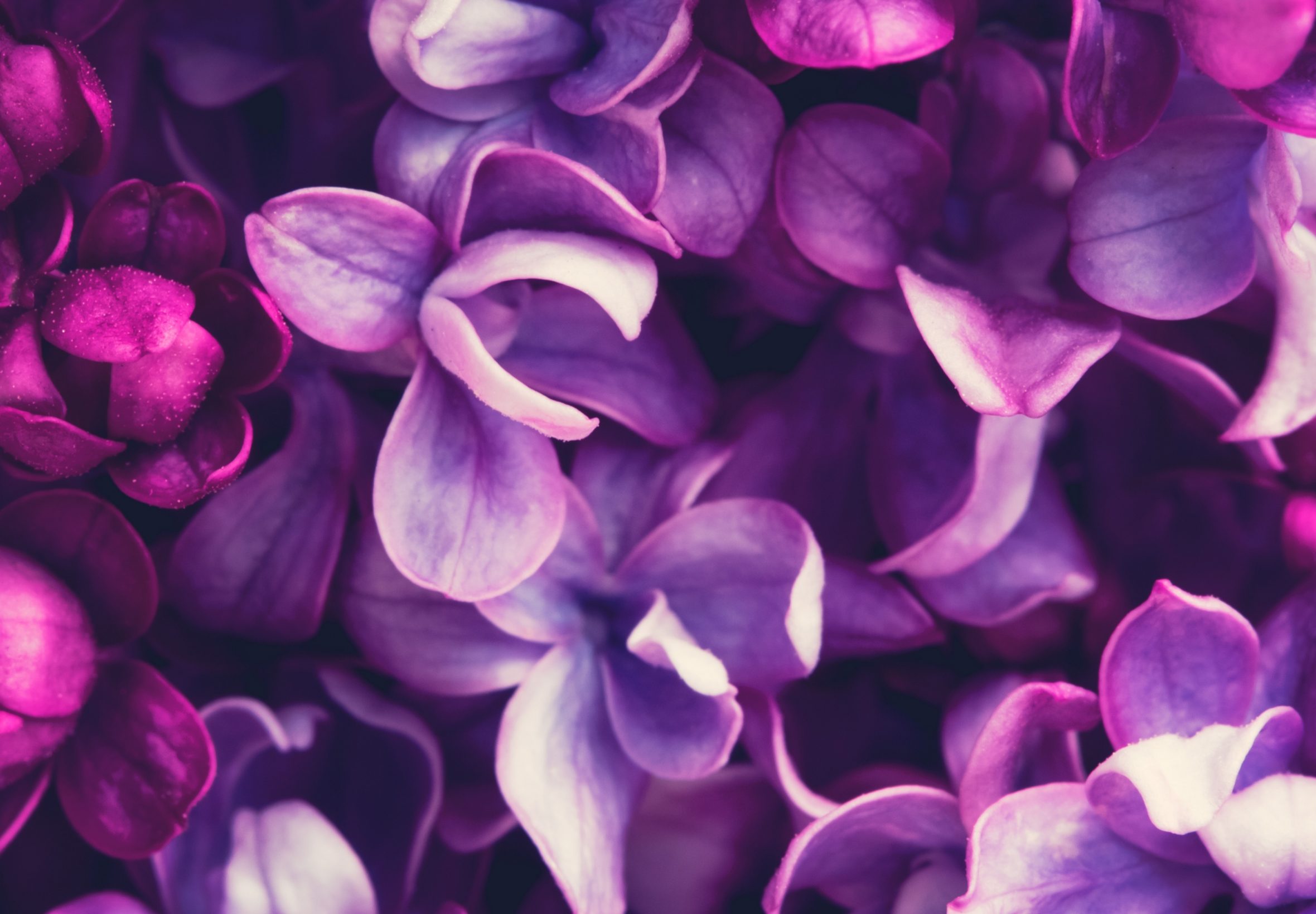 2360x1640 iPad Air wallpaper 4k Purple Lilac Flowers Lavender Color iPad Wallpaper 2360x1640 pixels resolution