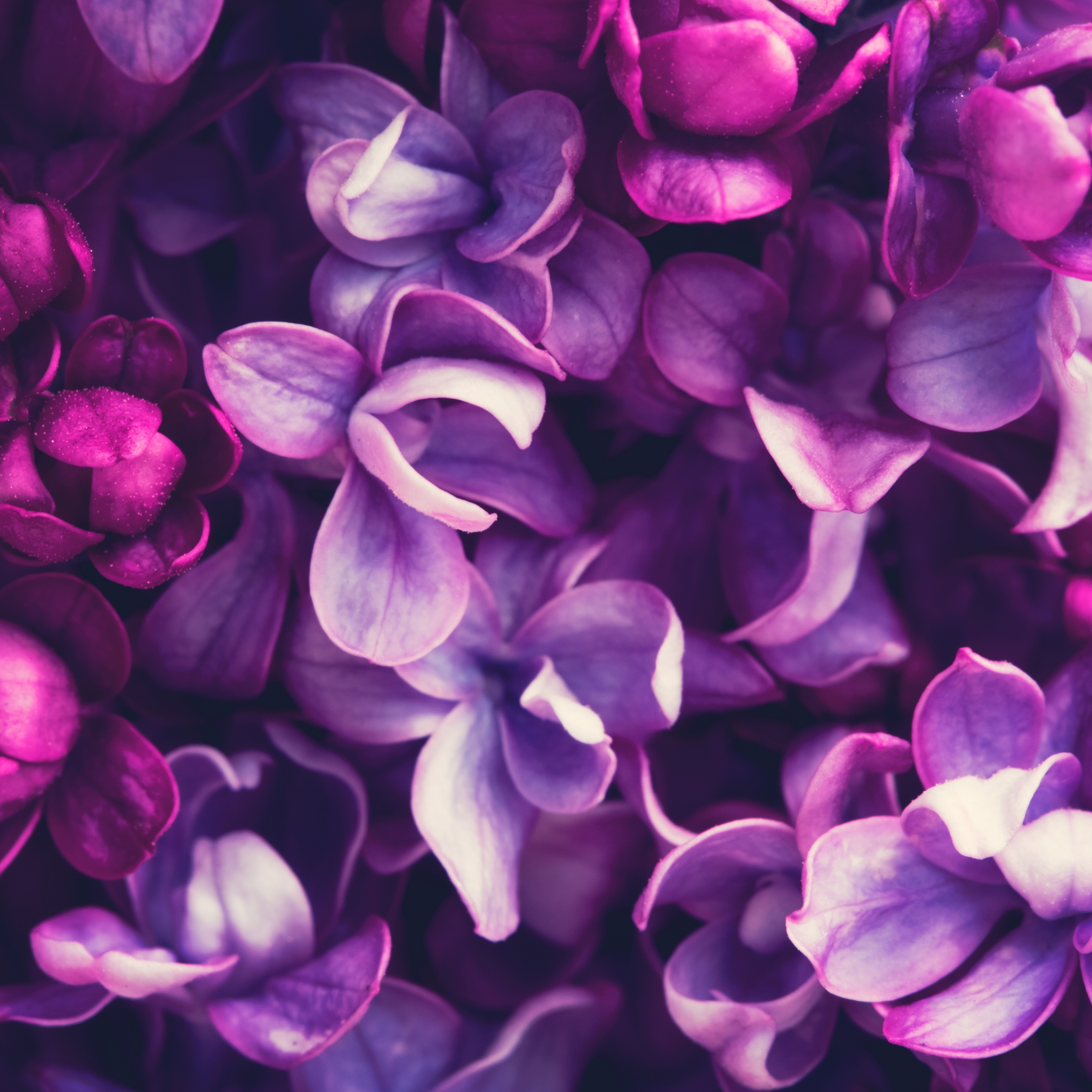 Purple Lilac Flowers Lavender Color iPad Wallpaper