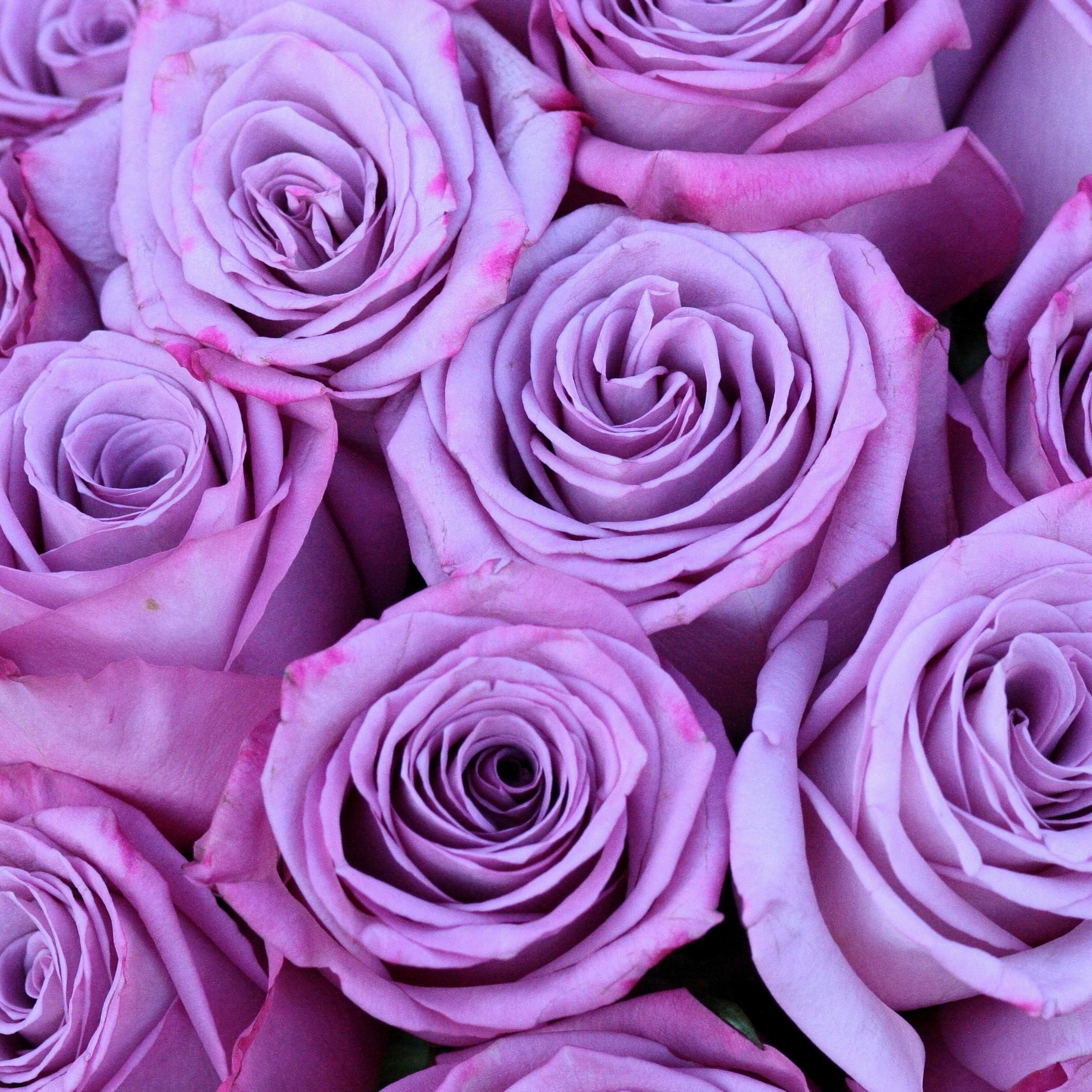Purple Roses Flowers Bouquet iPad Wallpaper