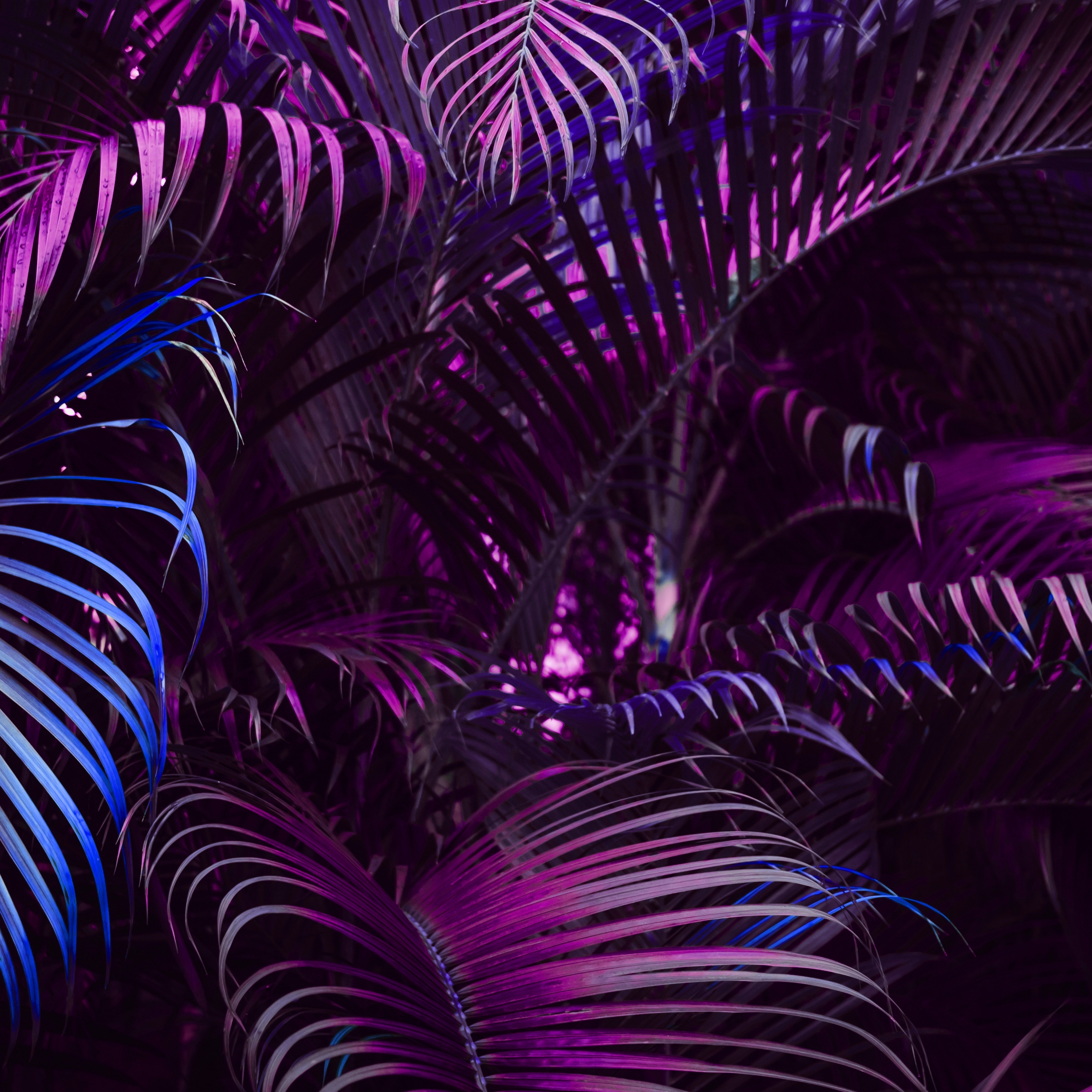 Purple Vivid Palm Leaves Pattern iPad Wallpaper