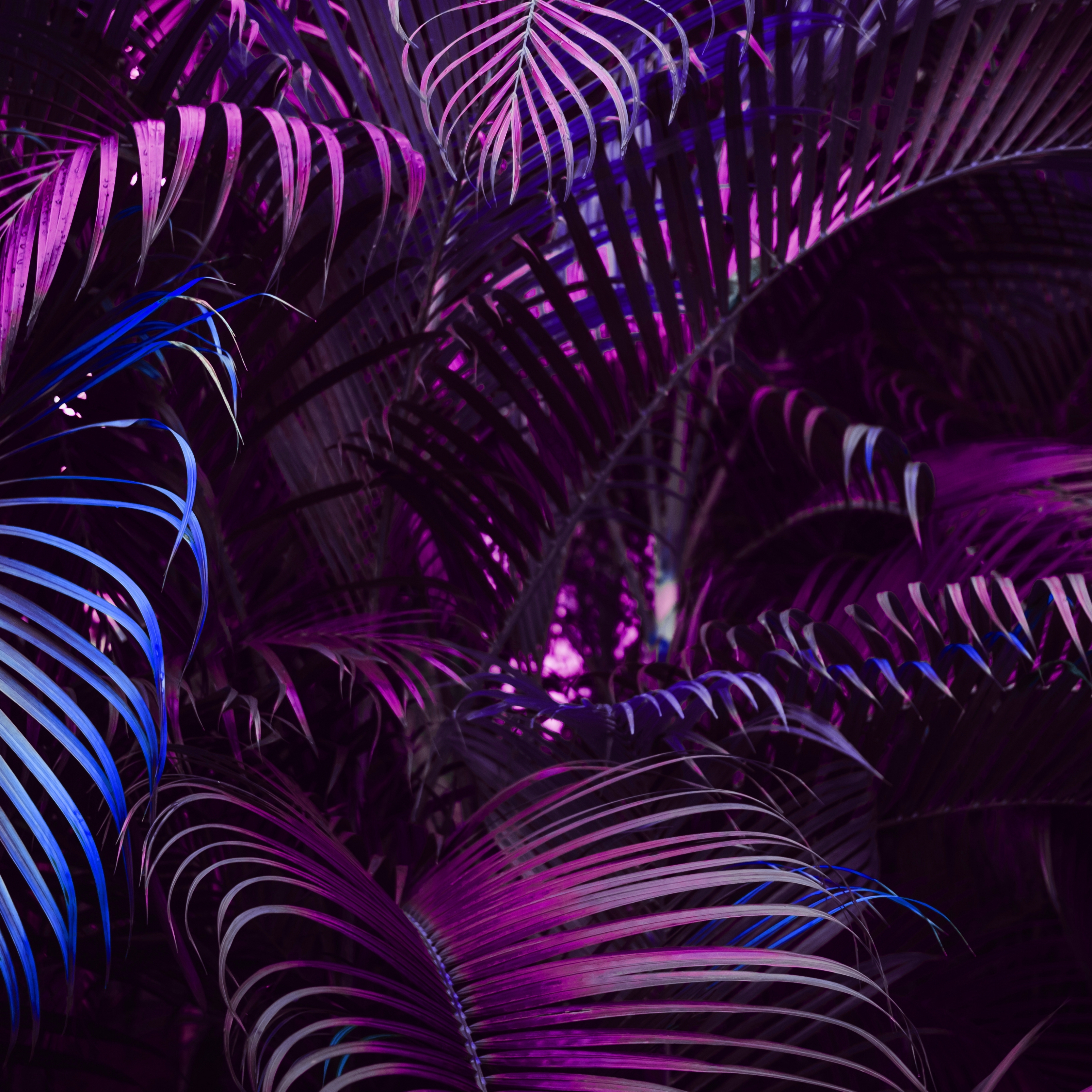 iPad Wallpapers Purple Vivid Palm Leaves Pattern iPad Wallpaper 3208x3208 px