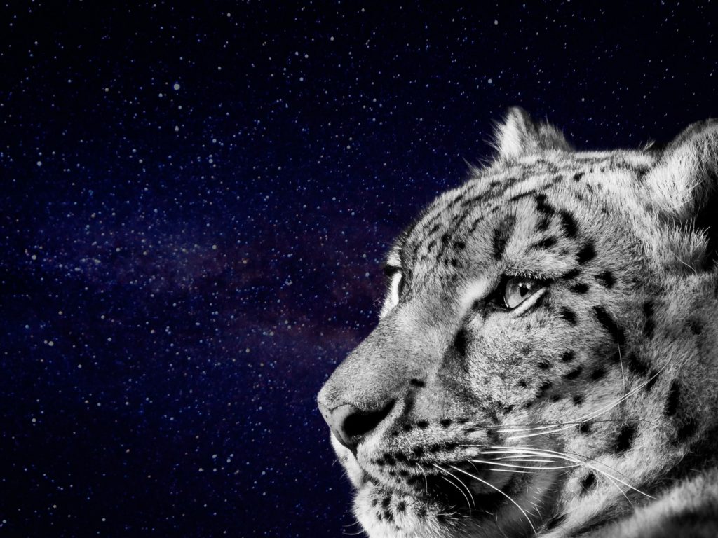 1024x768 wallpaper 4k Snow Leopard Face Looking Dark Night Galaxy iPad Wallpaper 1024x768 pixels resolution