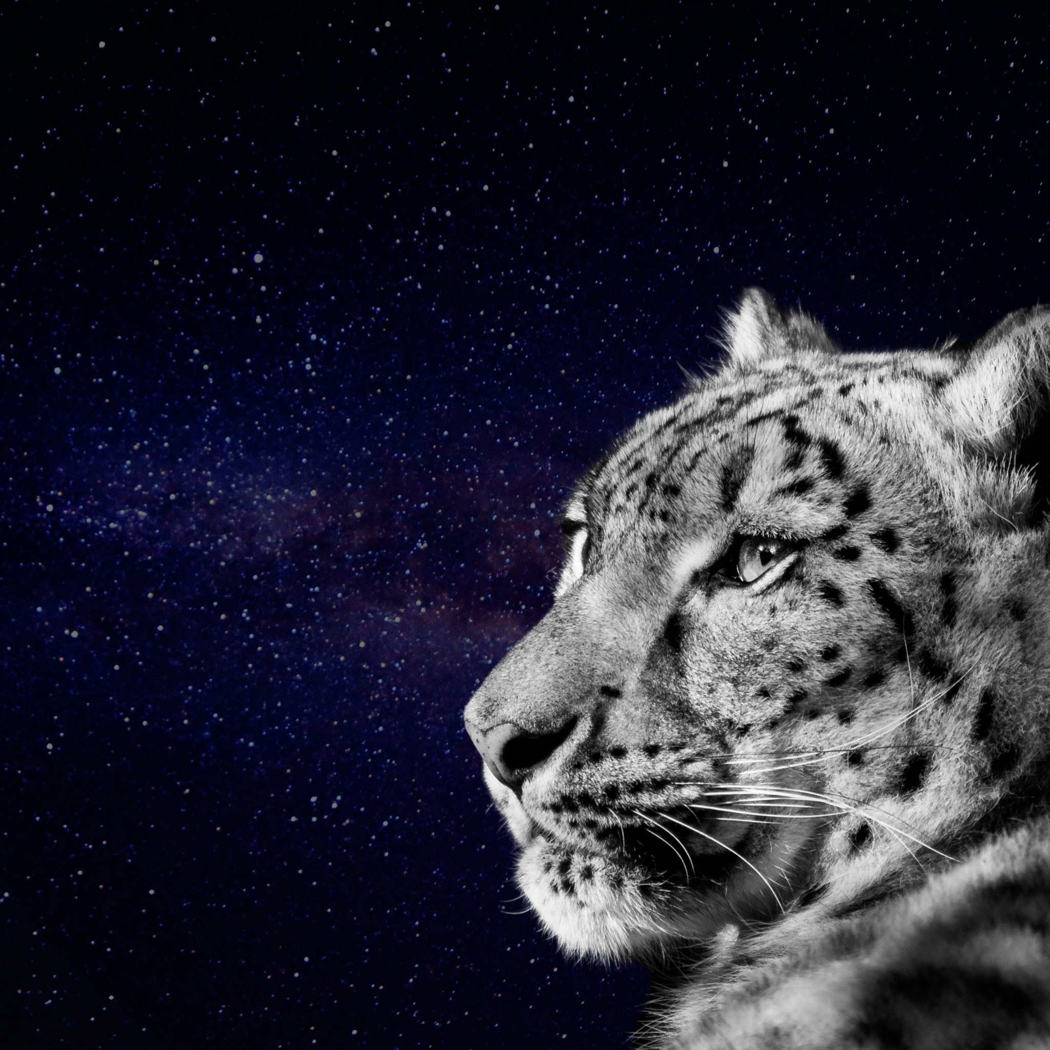 2048x2048 wallpapers iPad retina Snow Leopard Face Looking Dark Night Galaxy iPad Wallpaper 2048x2048 pixels resolution