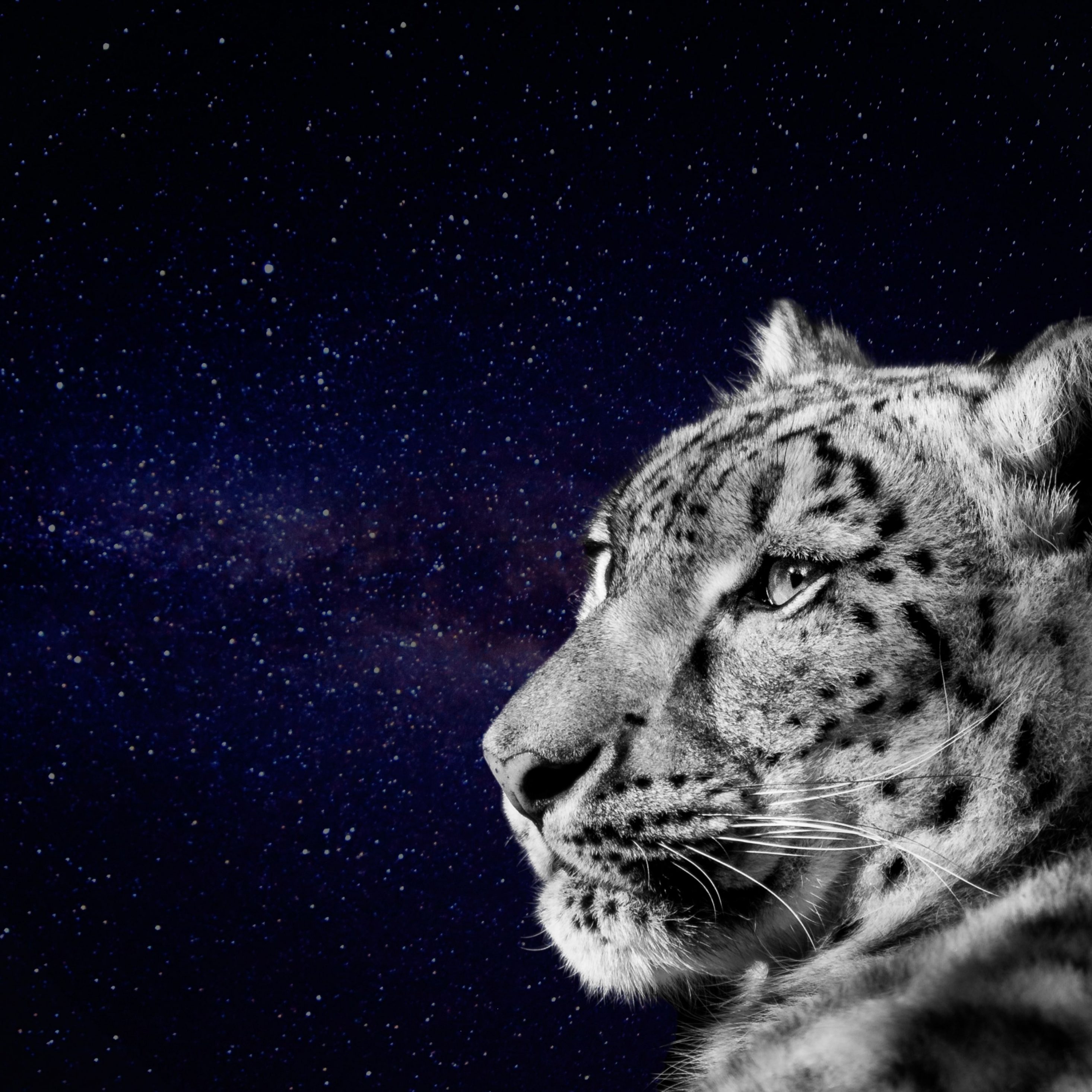 2932x2932 iPad Pro wallpaper 4k Snow Leopard Face Looking Dark Night Galaxy iPad Wallpaper 2932x2932 pixels resolution