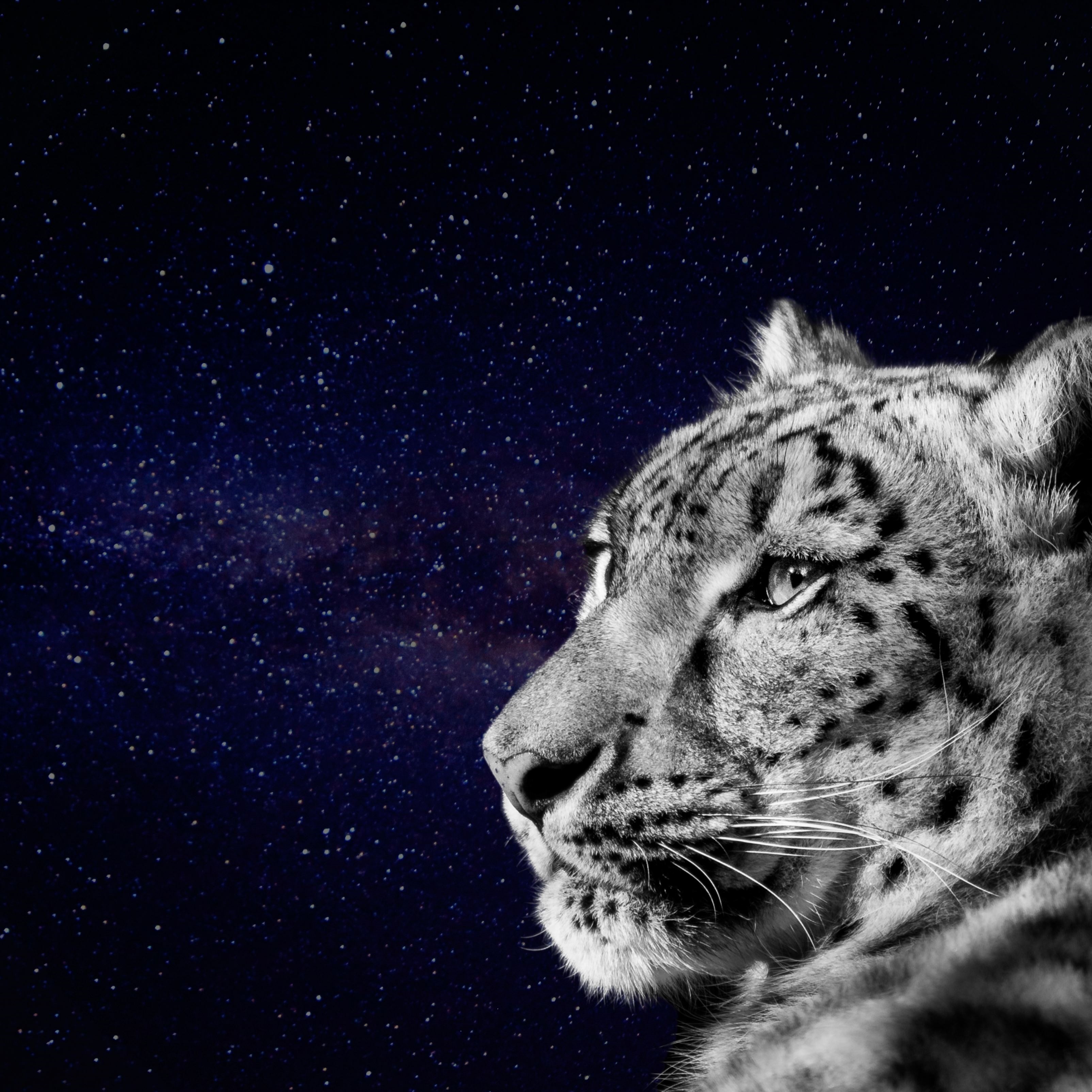 Snow Leopard Face Looking Dark Night Galaxy iPad Wallpaper