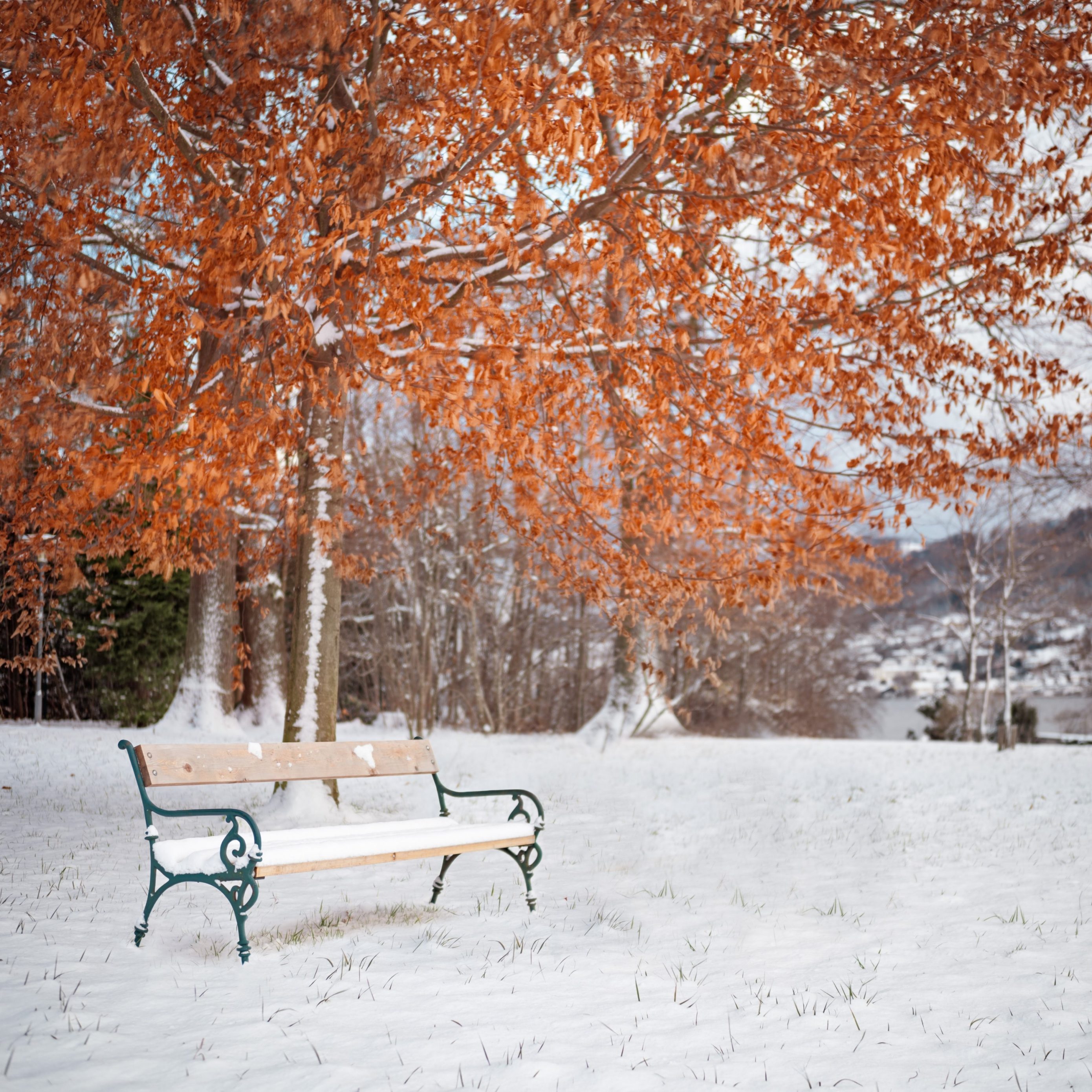 2780x2780 Parallax wallpaper 4k Snow Winter Season Leaves iPad Wallpaper 2780x2780 pixels resolution