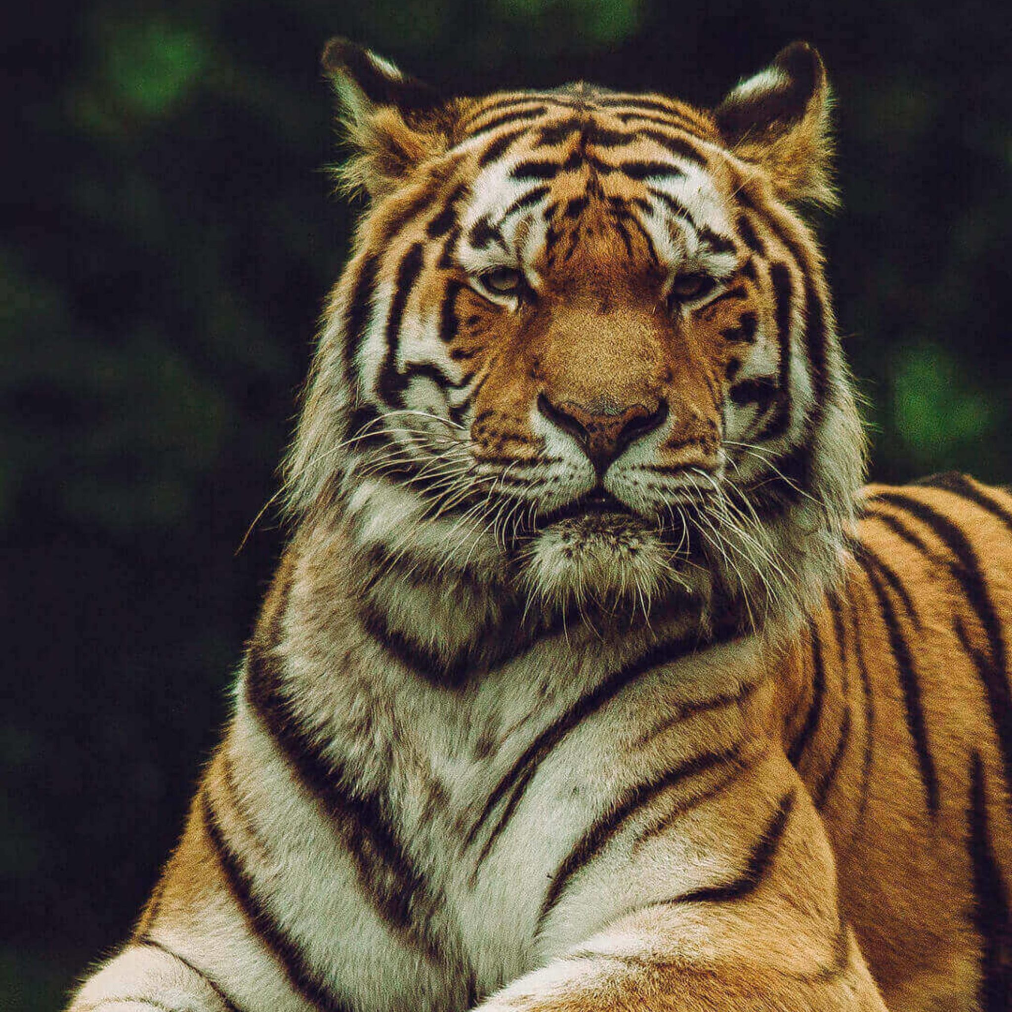 2048x2048 wallpapers iPad retina Tiger Looking at Camera iPad Wallpaper 2048x2048 pixels resolution