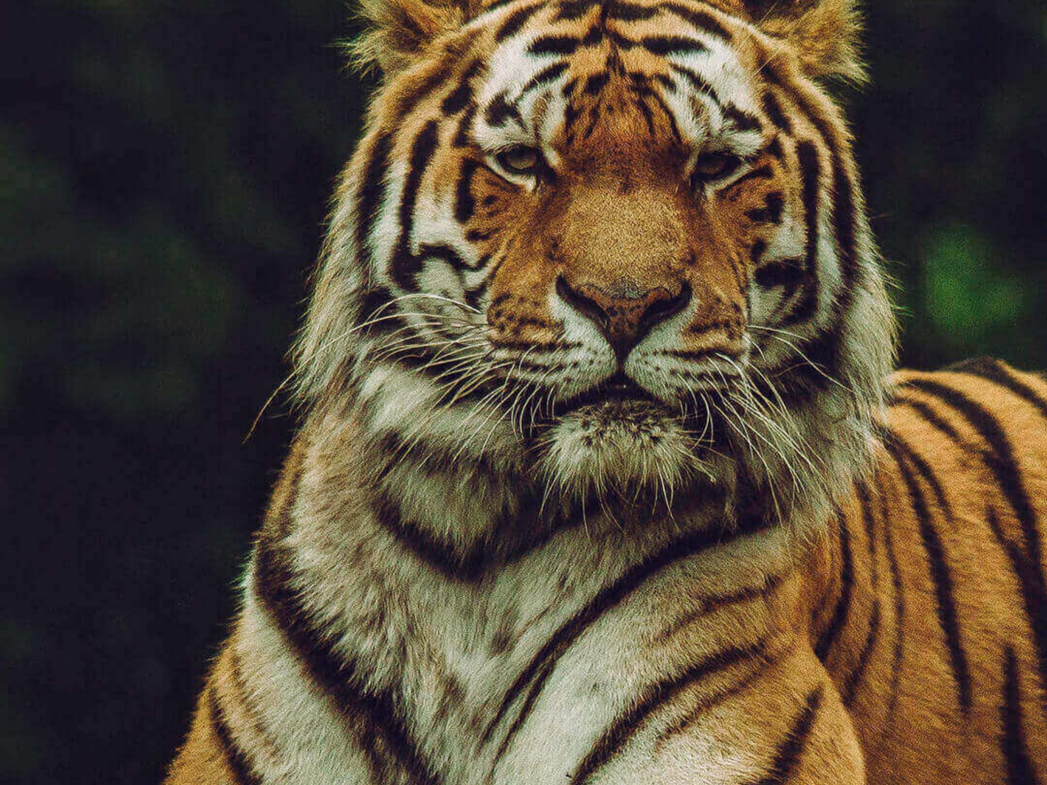 2160x1620 iPad wallpaper 4k Tiger Looking at Camera iPad Wallpaper 2160x1620 pixels resolution
