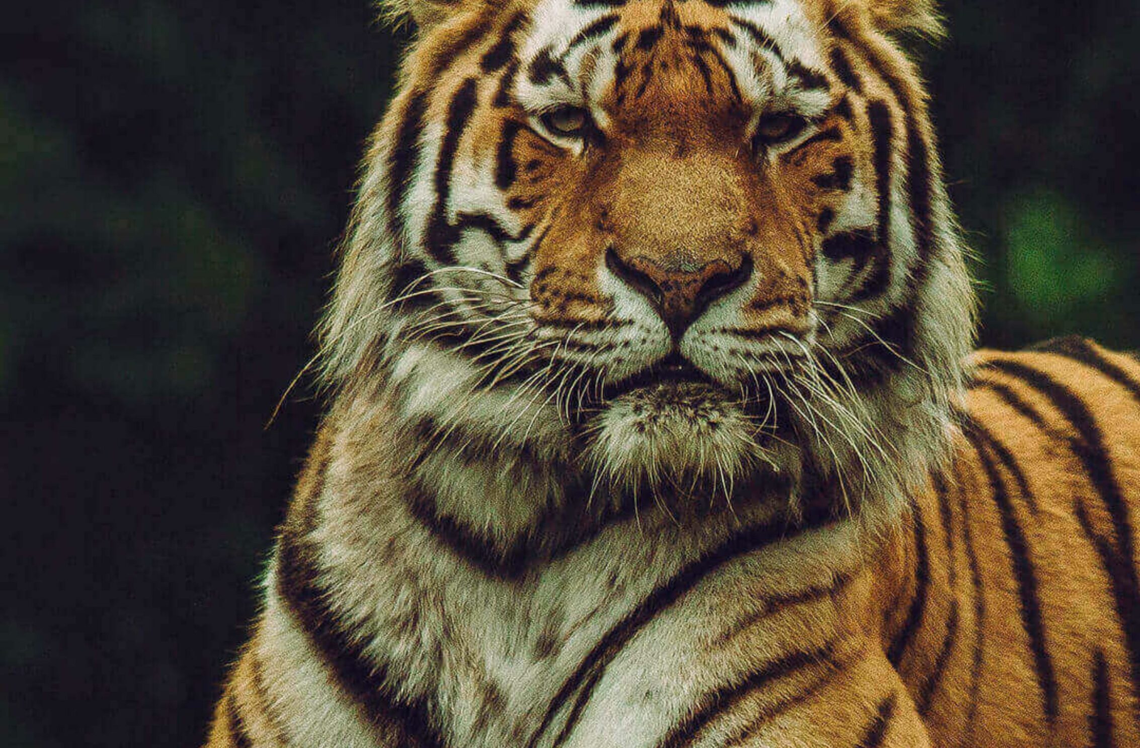 2266x1488 wallpaper Tiger Looking at Camera iPad Wallpaper 2266x1488 pixels resolution