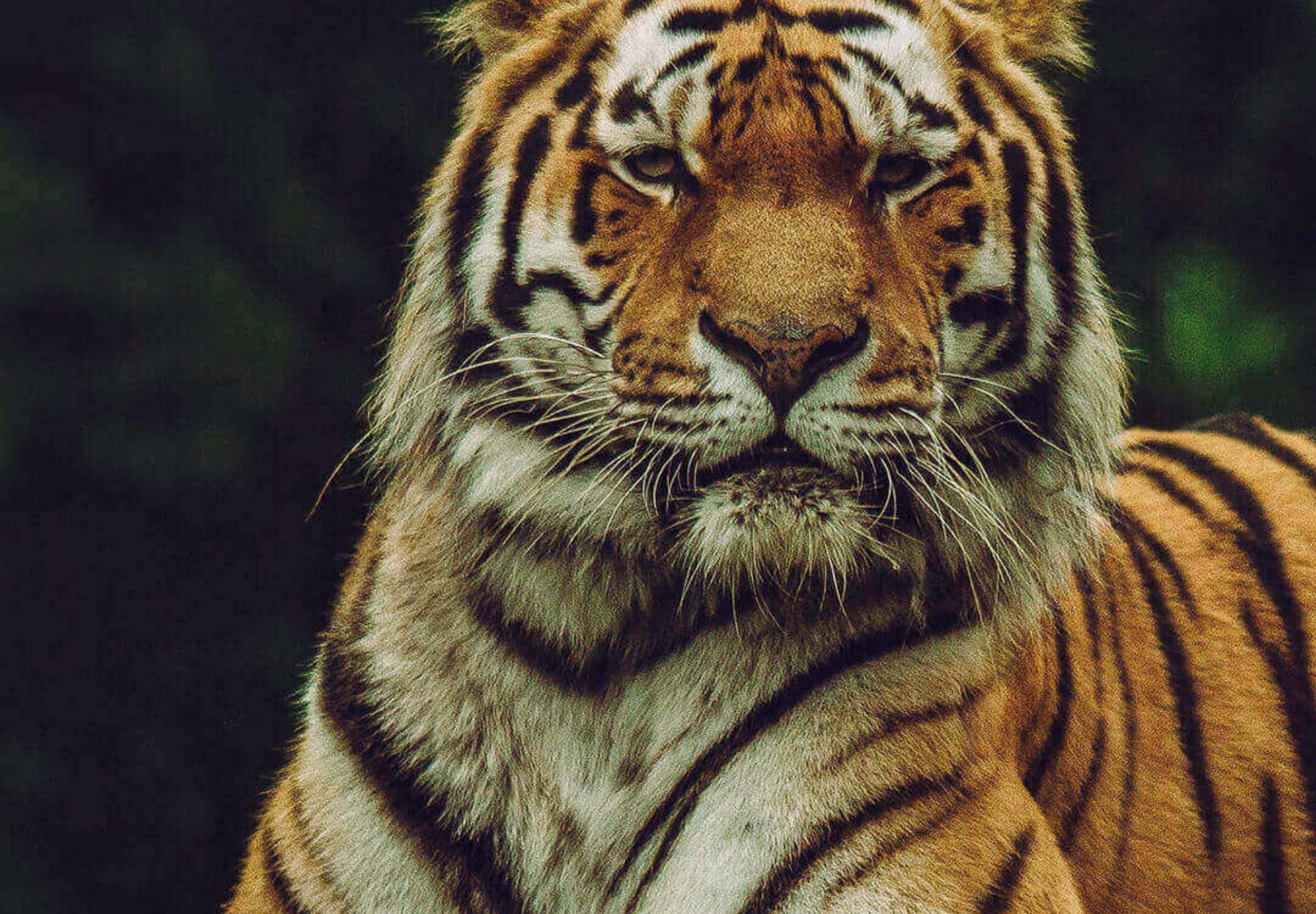 2360x1640 iPad Air wallpaper 4k Tiger Looking at Camera iPad Wallpaper 2360x1640 pixels resolution