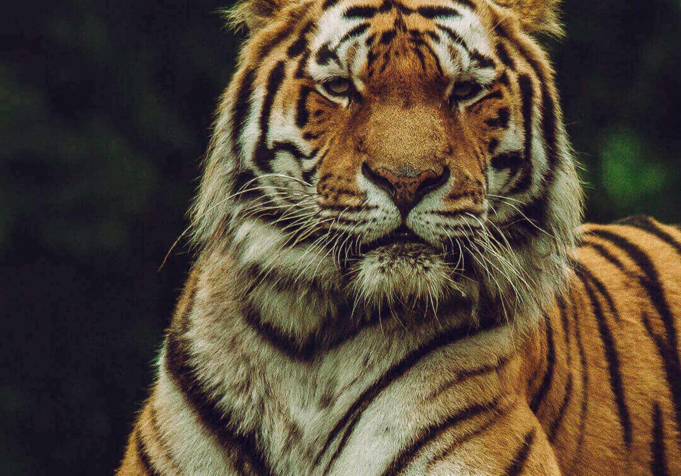 2388x1668 iPad Pro wallpapers Tiger Looking at Camera iPad Wallpaper 2388x1668 pixels resolution