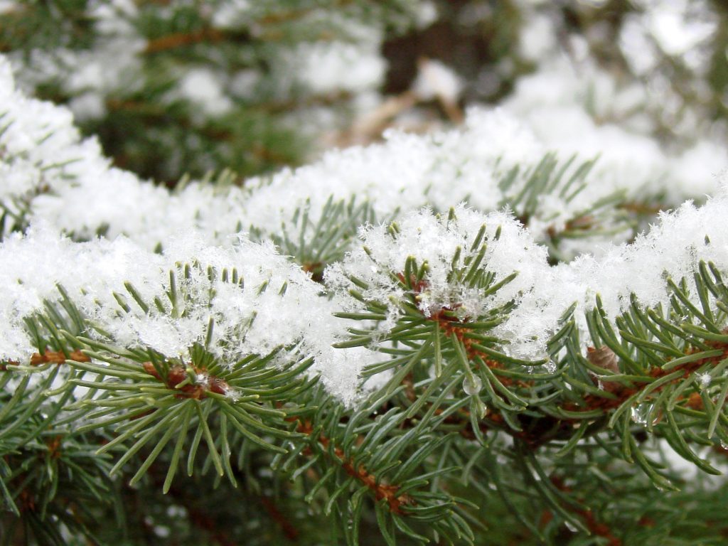 1024x768 wallpaper 4k Winter Pine Leaves Snow Green iPad Wallpaper 1024x768 pixels resolution