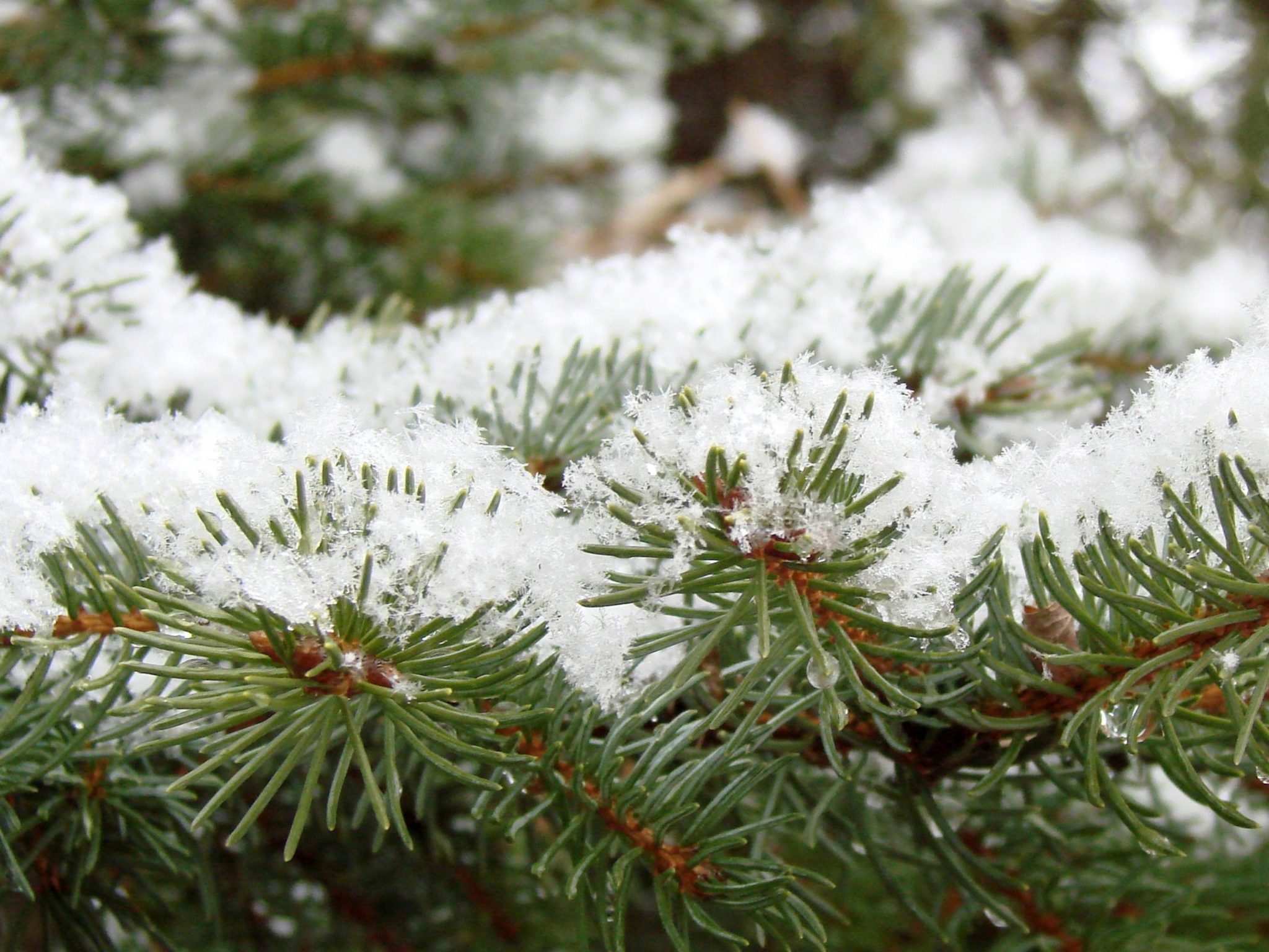 2048x1536 wallpaper Winter Pine Leaves Snow Green iPad Wallpaper 2048x1536 pixels resolution