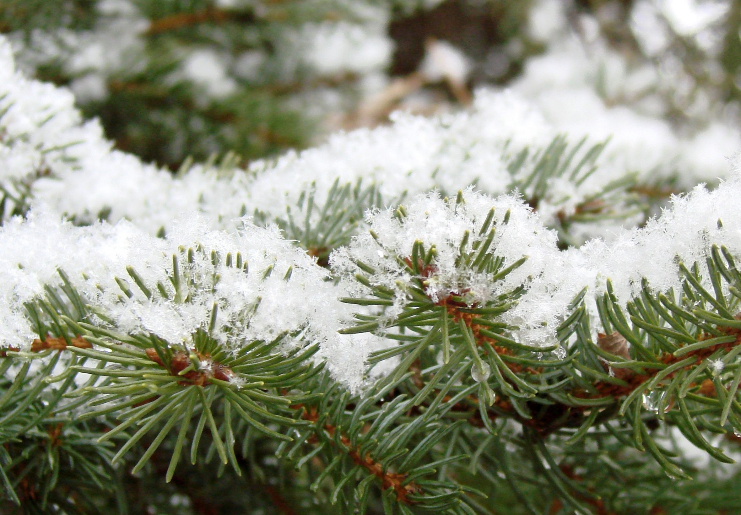 2360x1640 iPad Air wallpaper 4k Winter Pine Leaves Snow Green iPad Wallpaper 2360x1640 pixels resolution