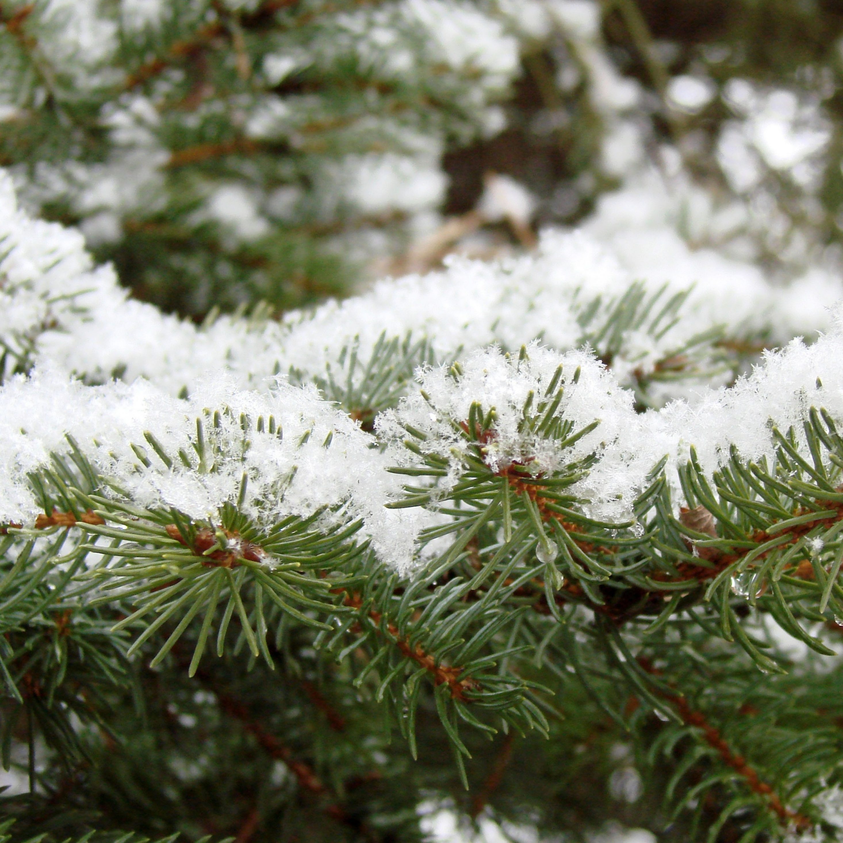 2932x2932 iPad Pro wallpaper 4k Winter Pine Leaves Snow Green iPad Wallpaper 2932x2932 pixels resolution