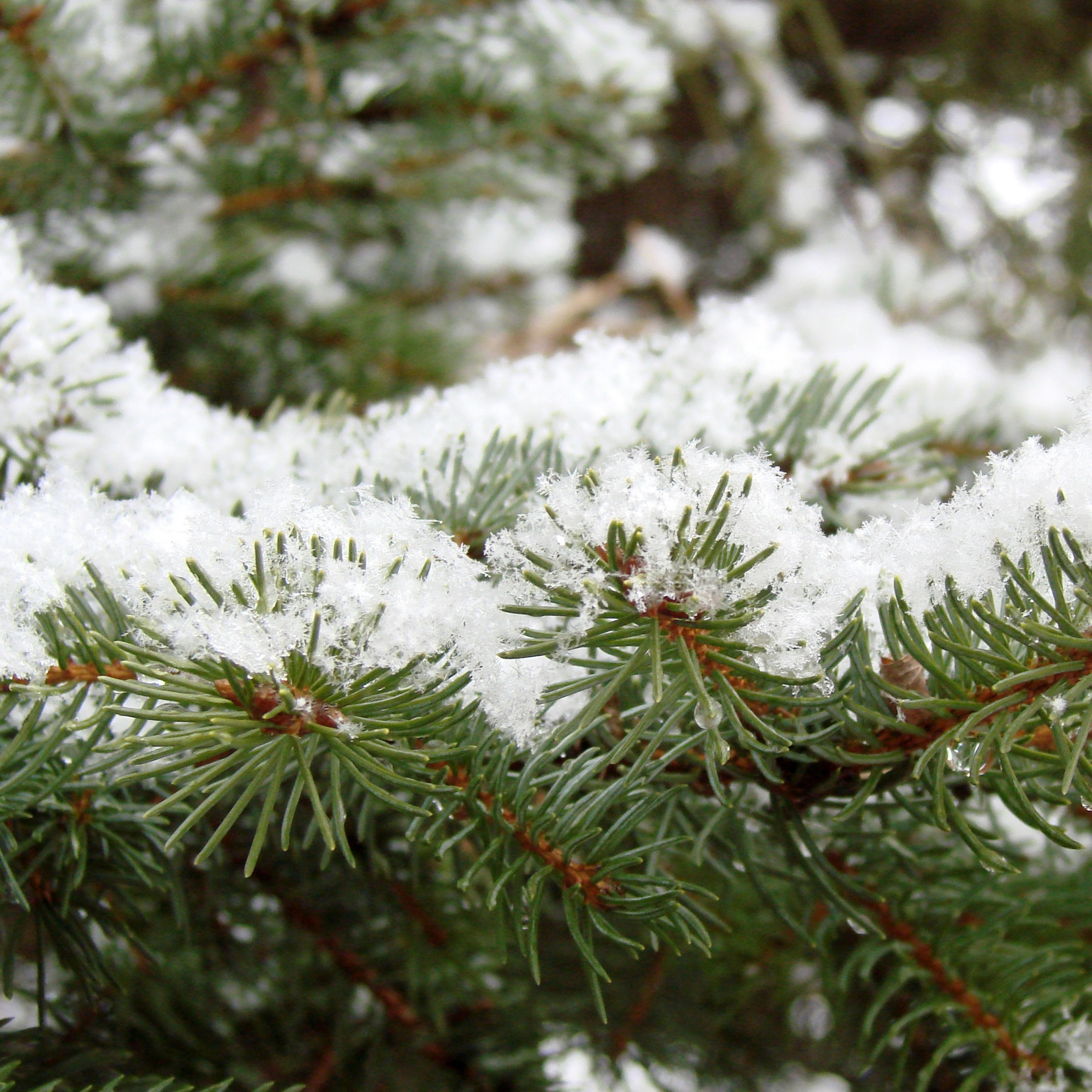 Winter Pine Leaves Snow Green iPad Wallpaper