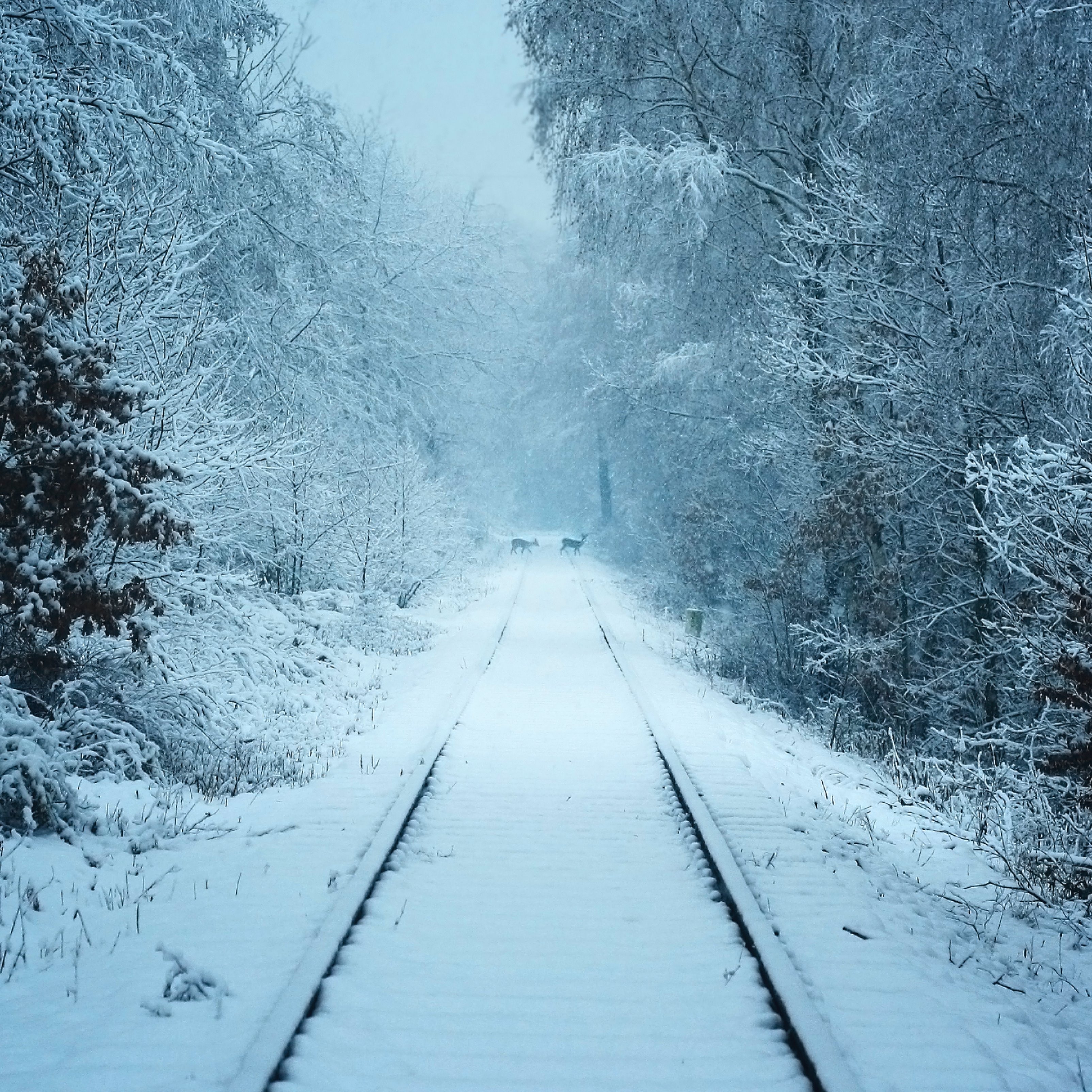 Winter Railroad Track Snow Forest Weather iPad Wallpaper