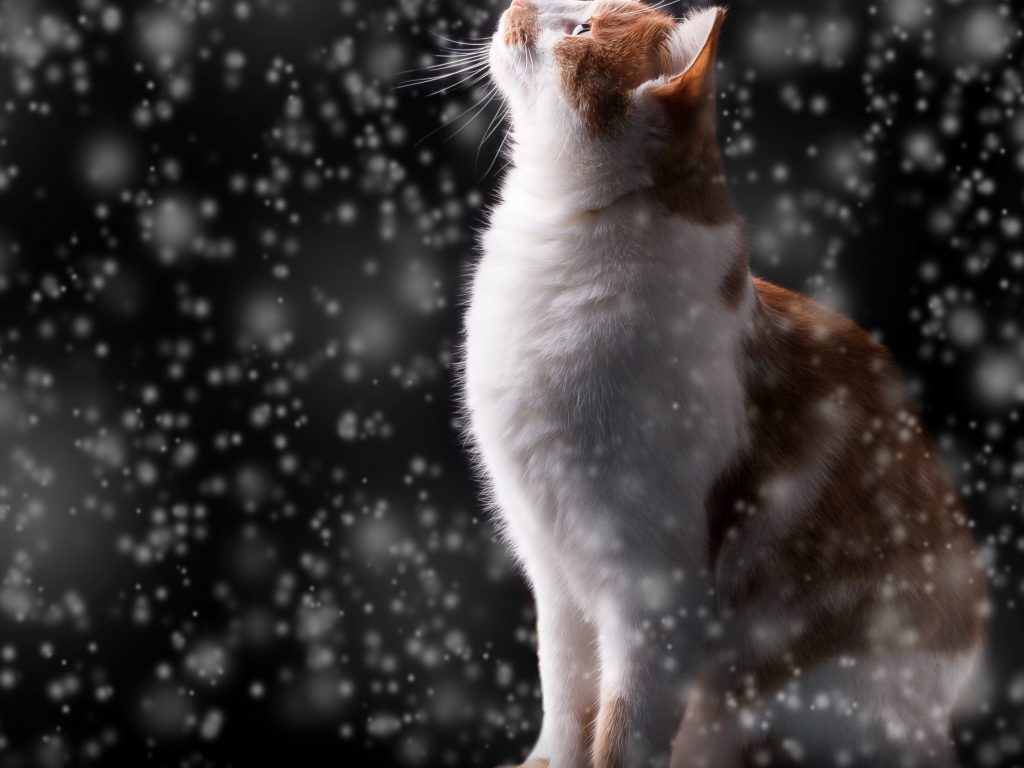 1024x768 wallpaper 4k Winter Snow Flakes Red Cat Kitten iPad Wallpaper 1024x768 pixels resolution