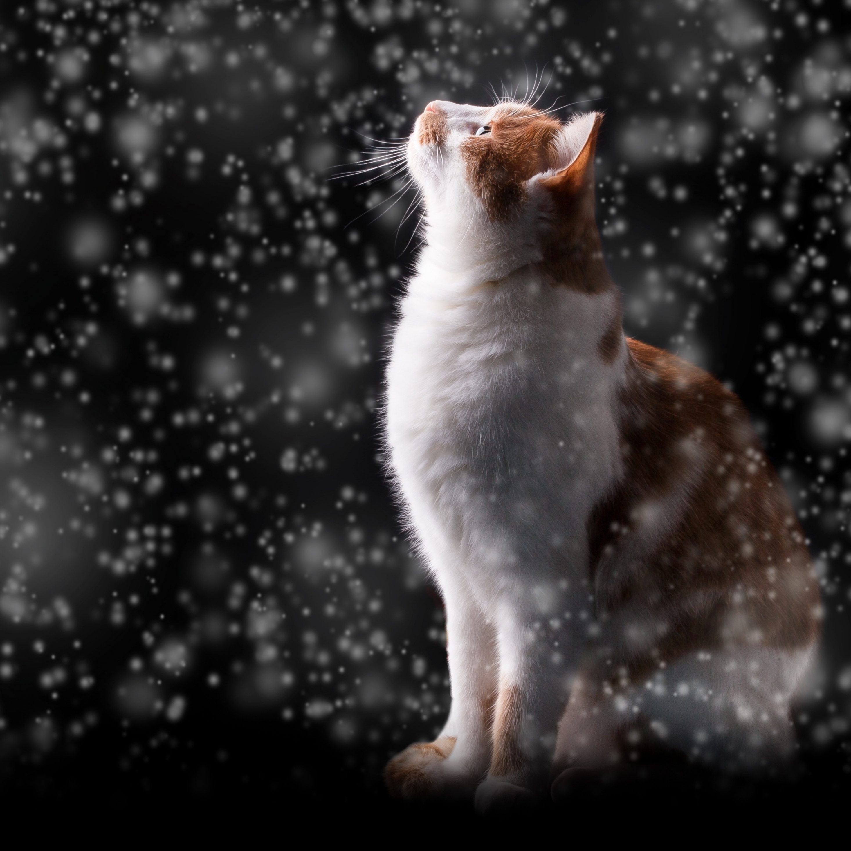 2932x2932 iPad Pro wallpaper 4k Winter Snow Flakes Red Cat Kitten iPad Wallpaper 2932x2932 pixels resolution