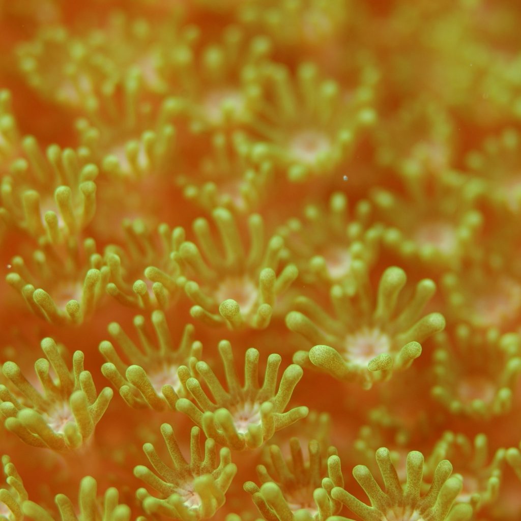 1024x1024 wallpaper 4k Yellow Coral Field iPad Wallpaper 1024x1024 pixels resolution