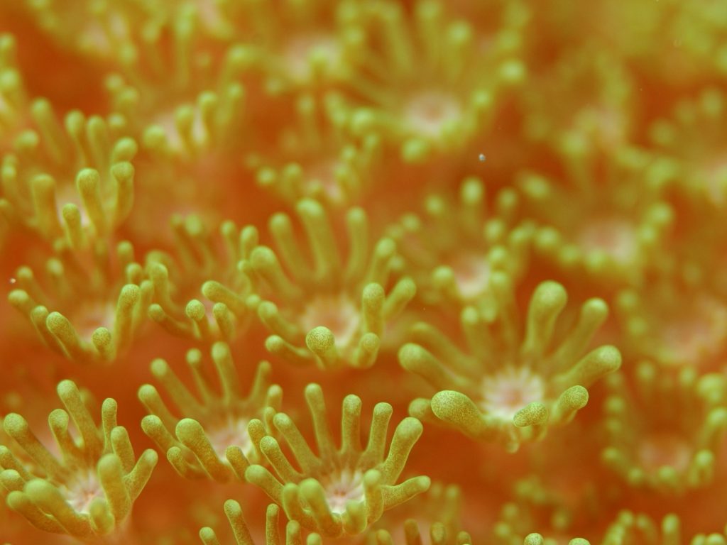 1024x768 wallpaper 4k Yellow Coral Field iPad Wallpaper 1024x768 pixels resolution