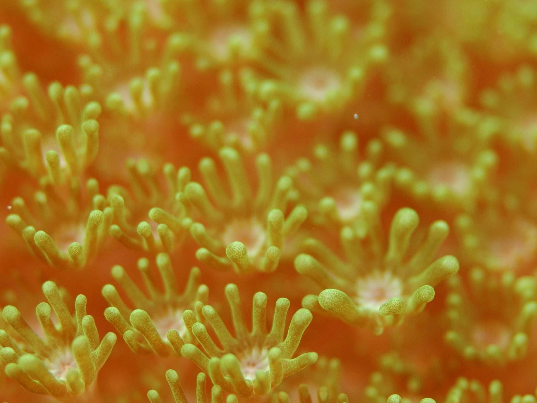 2160x1620 iPad wallpaper 4k Yellow Coral Field iPad Wallpaper 2160x1620 pixels resolution